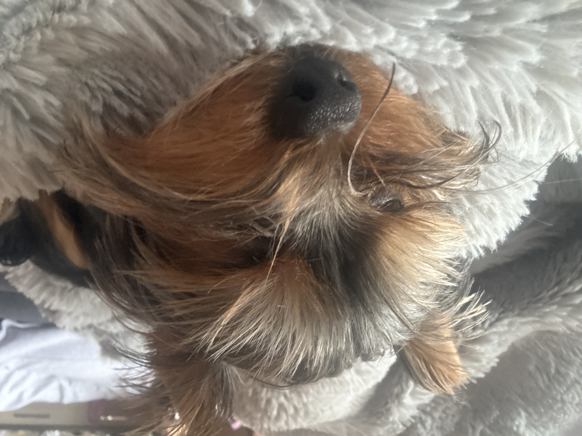 Sofia resident shares quiet Sunday with pet, DJ setup