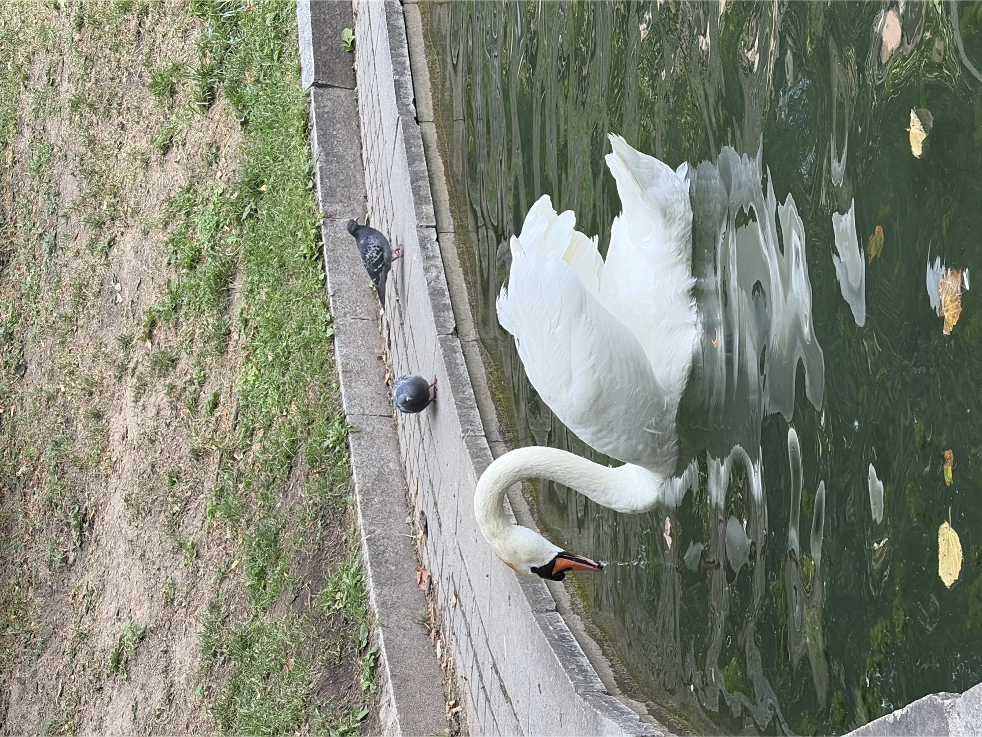 Swans on a Moscow pond, plus a quirky animal sculpture nearby