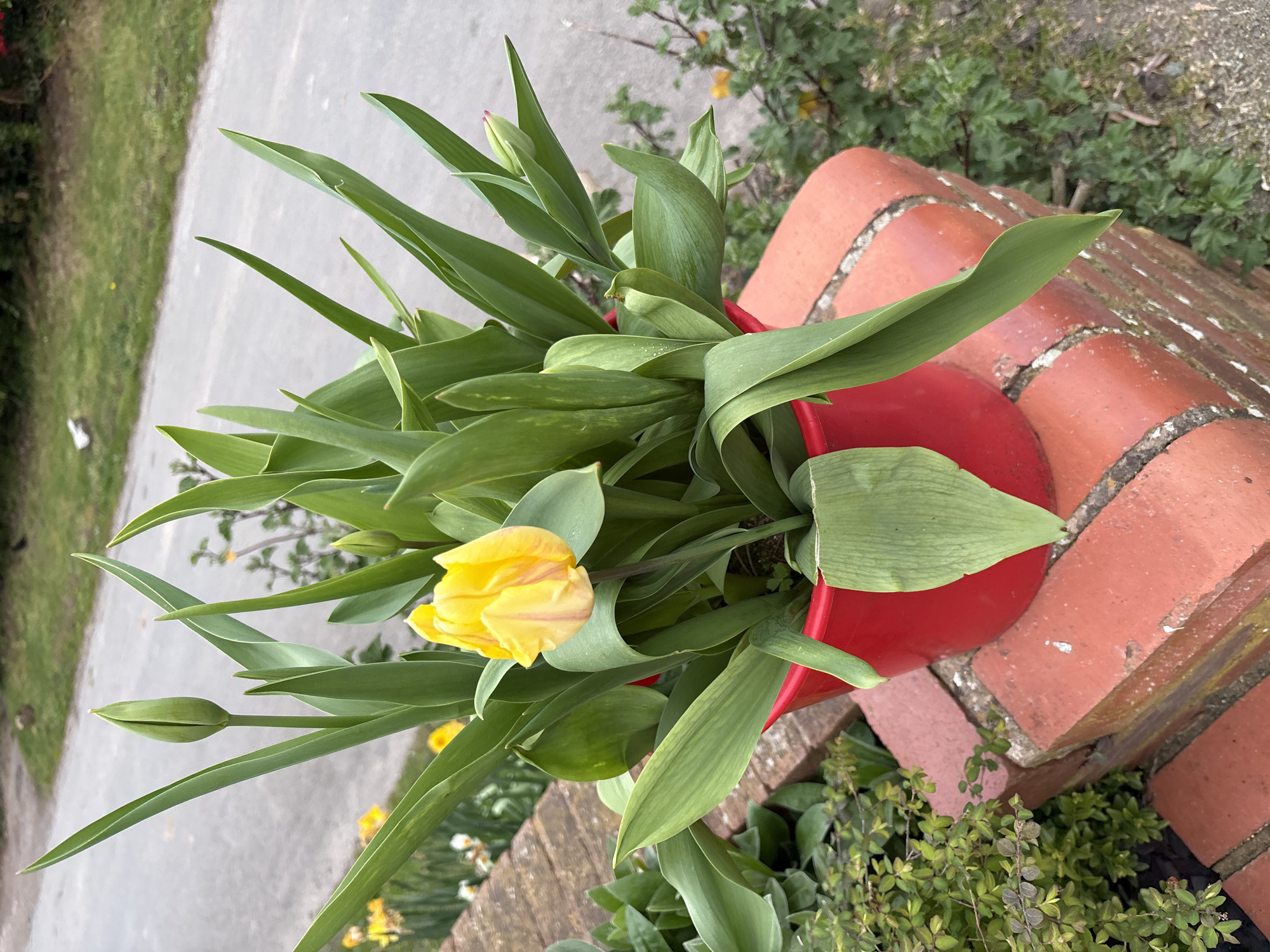 Spring gardens bloom in Longden village residential area