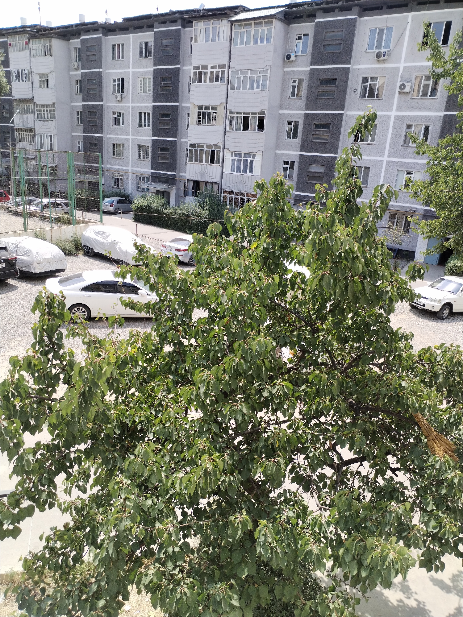 Lazy morning in Osh: street life and a cat at rest