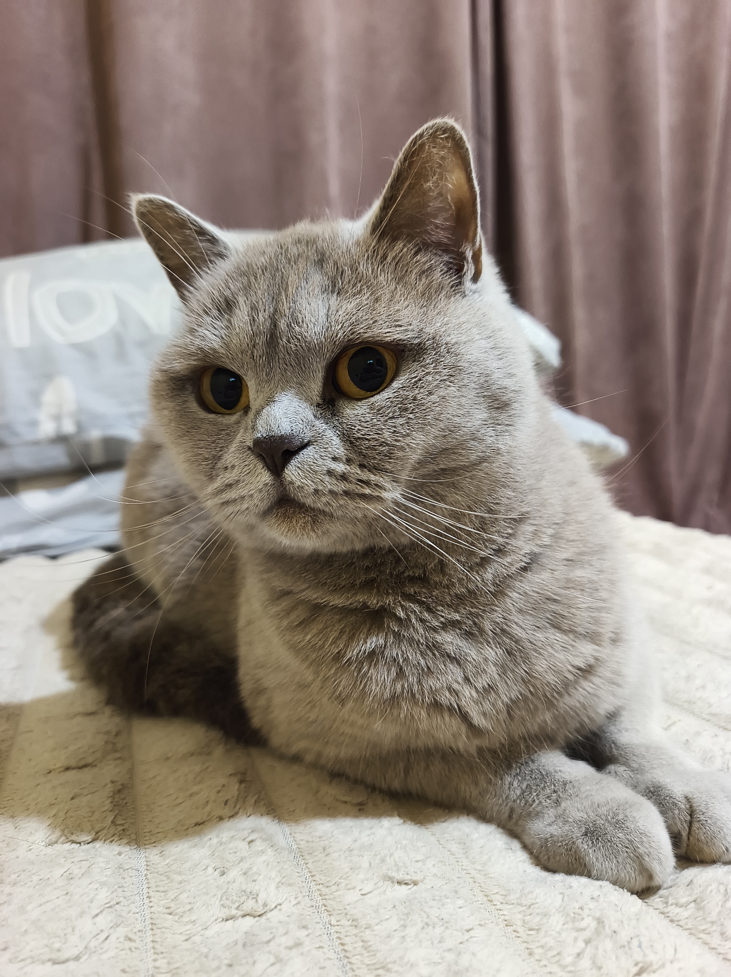 Evening cat portraits and nighttime driving captured in Ternopil