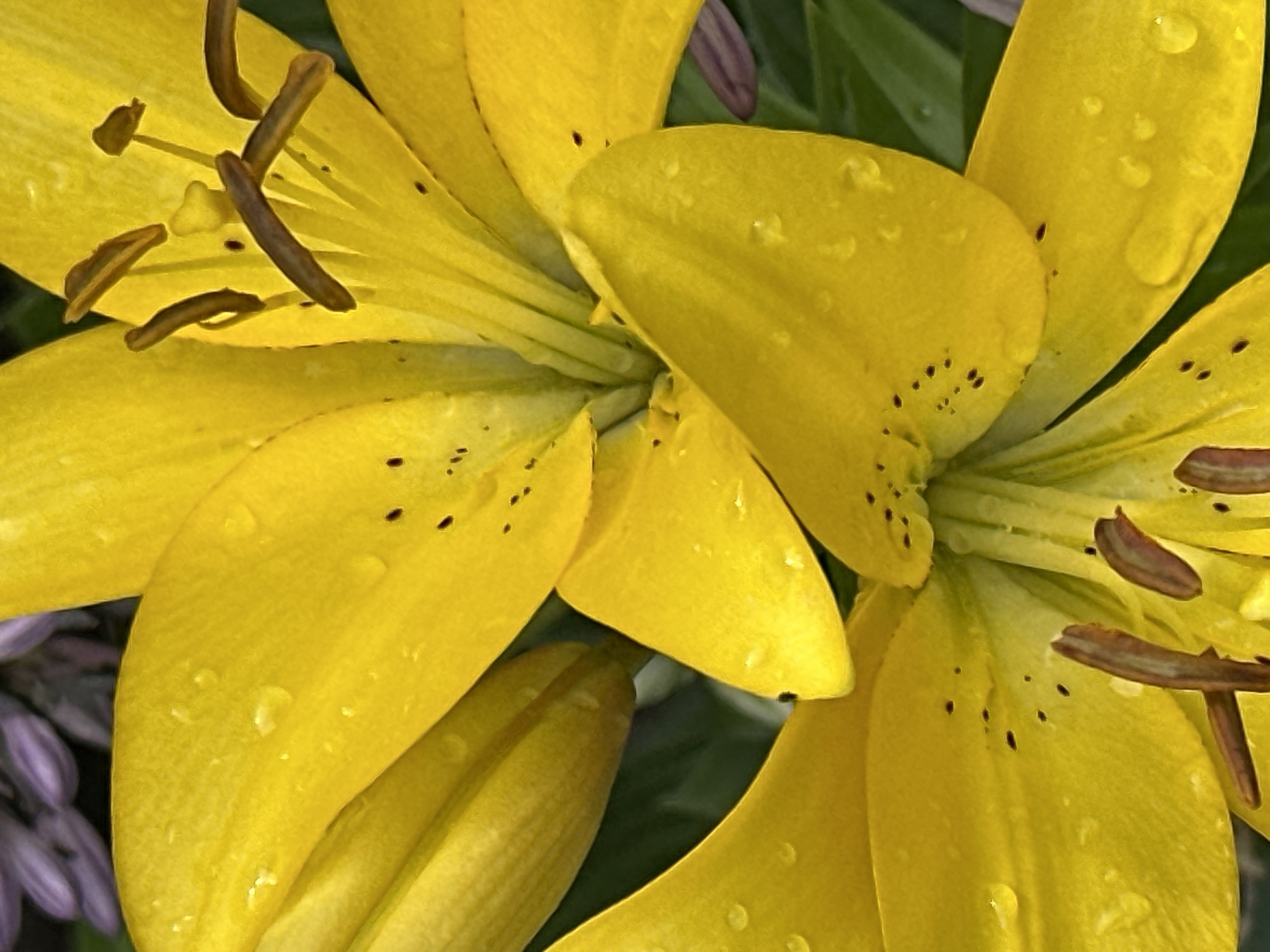 Wet garden flowers in close-up, Podolsk, July morning