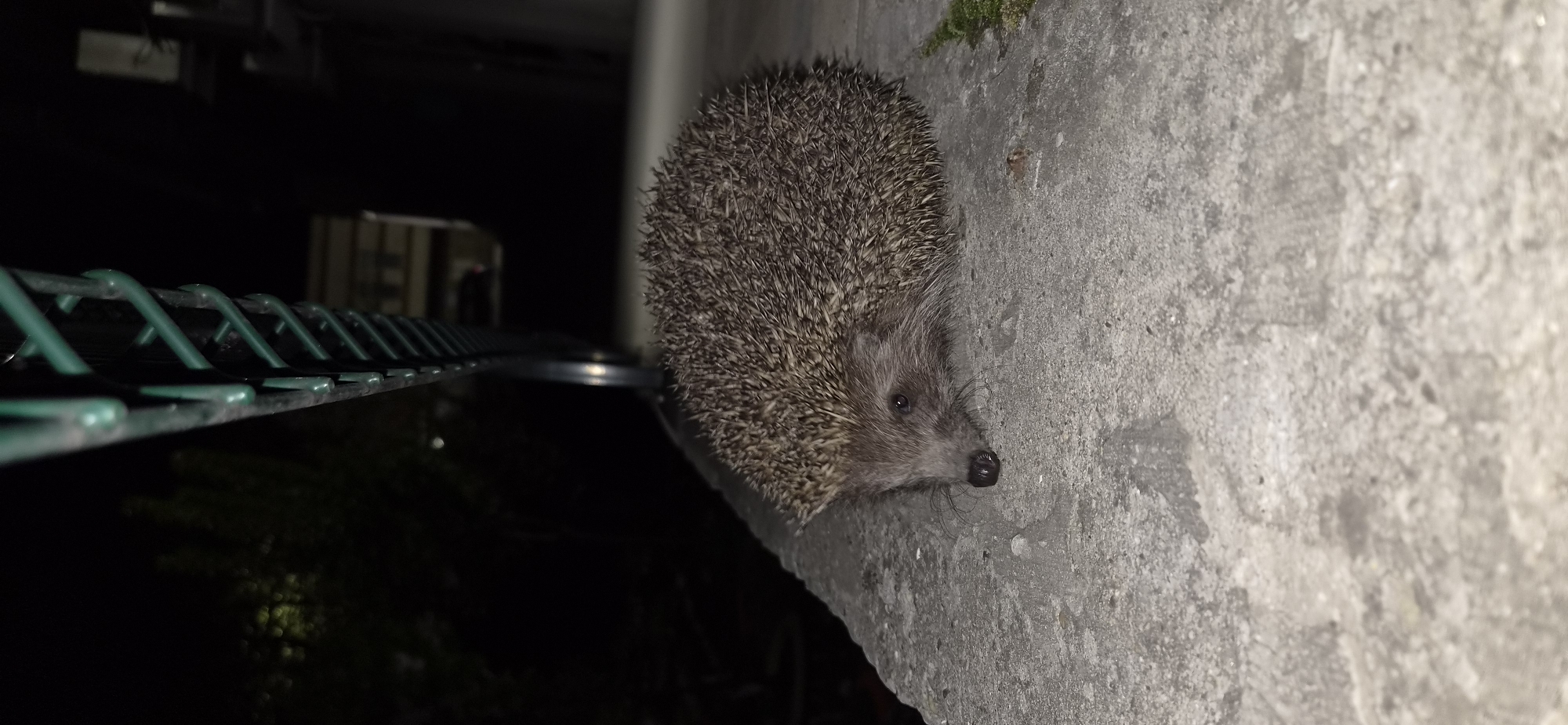 Hedgehog spotted on concrete near fence in Veliko Tarnovo