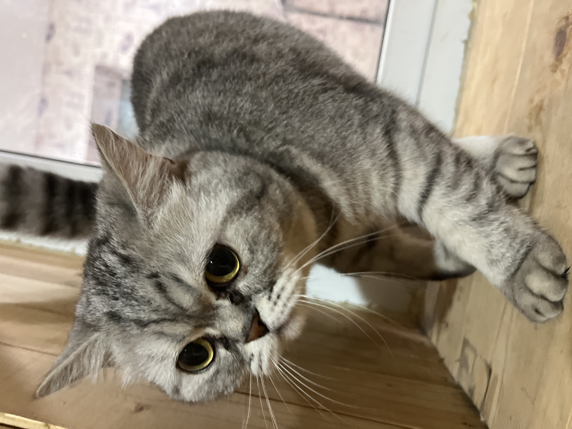 Gray tabby cat feeding time captured in Chaikovsky, Russia