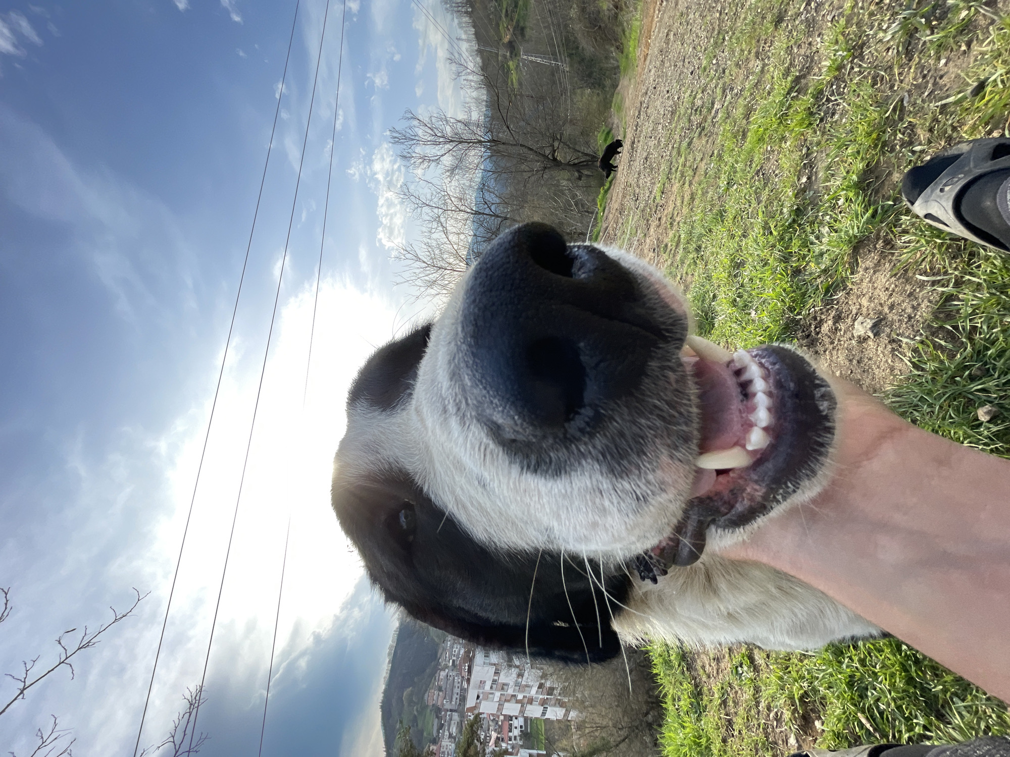 Dogs Play and Rest in Grassy Areas Near Zlatograd