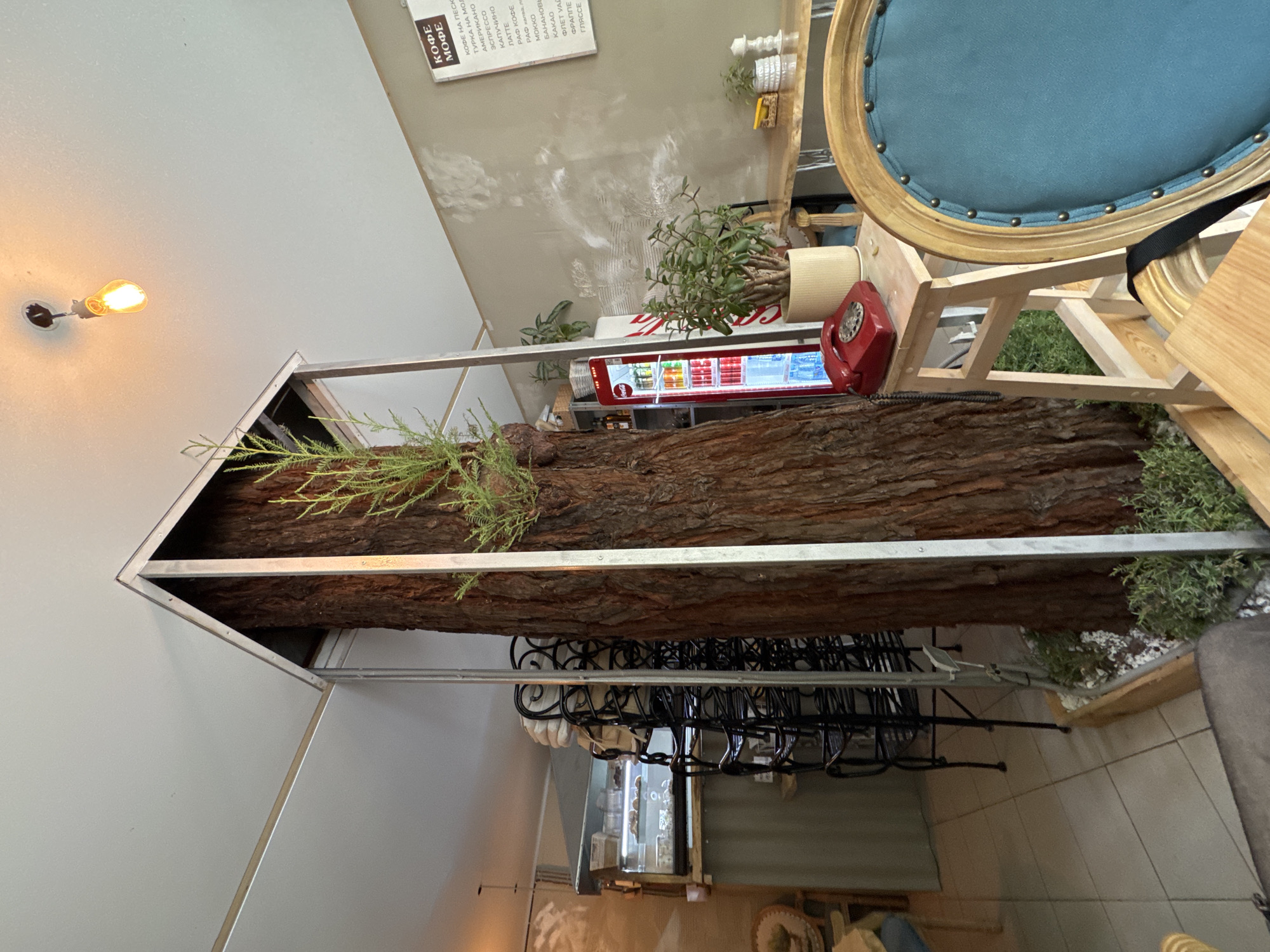Indoor tree trunk installation documented in Sochi building