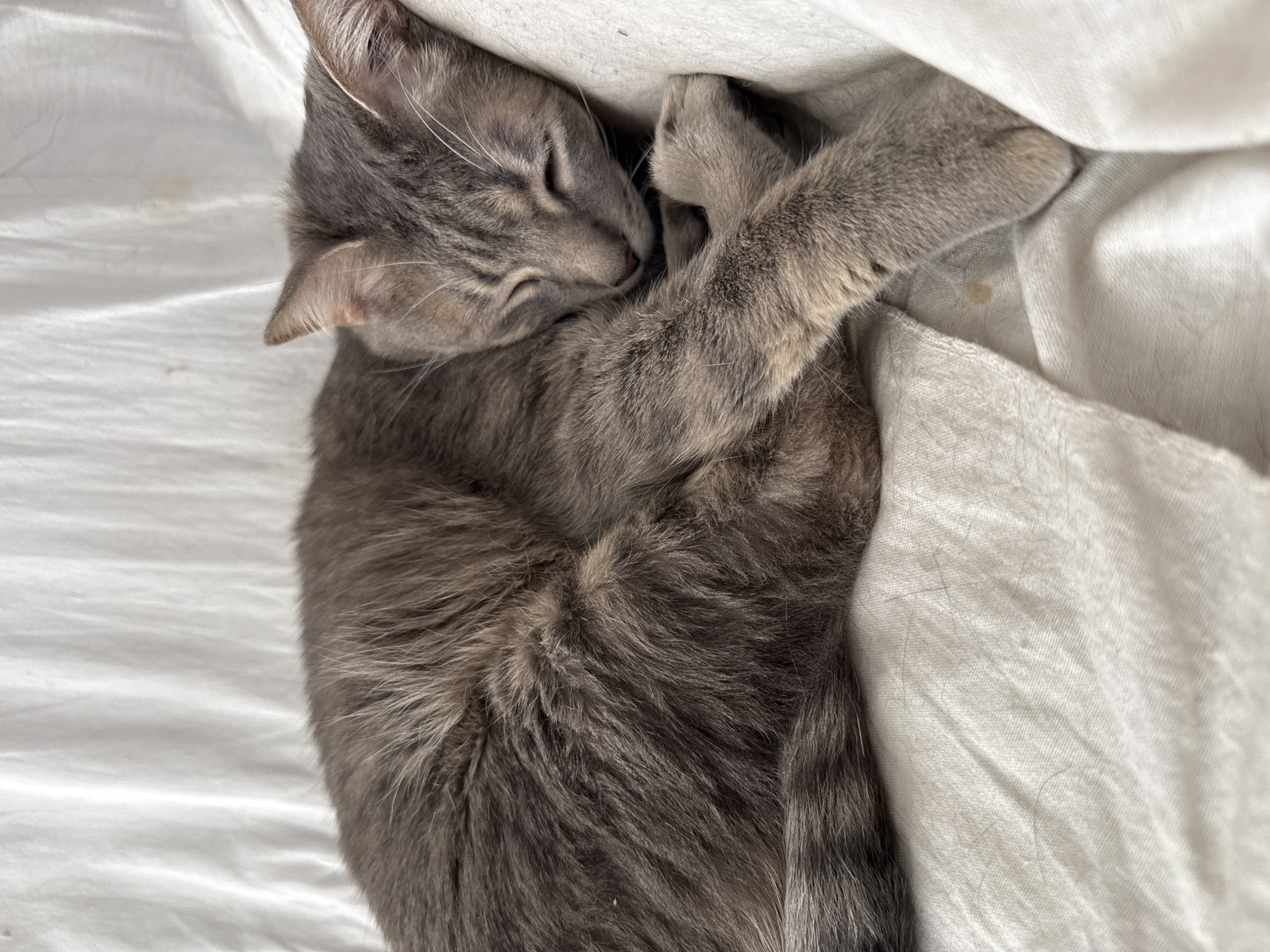 Cats rest peacefully in homes across Puebla