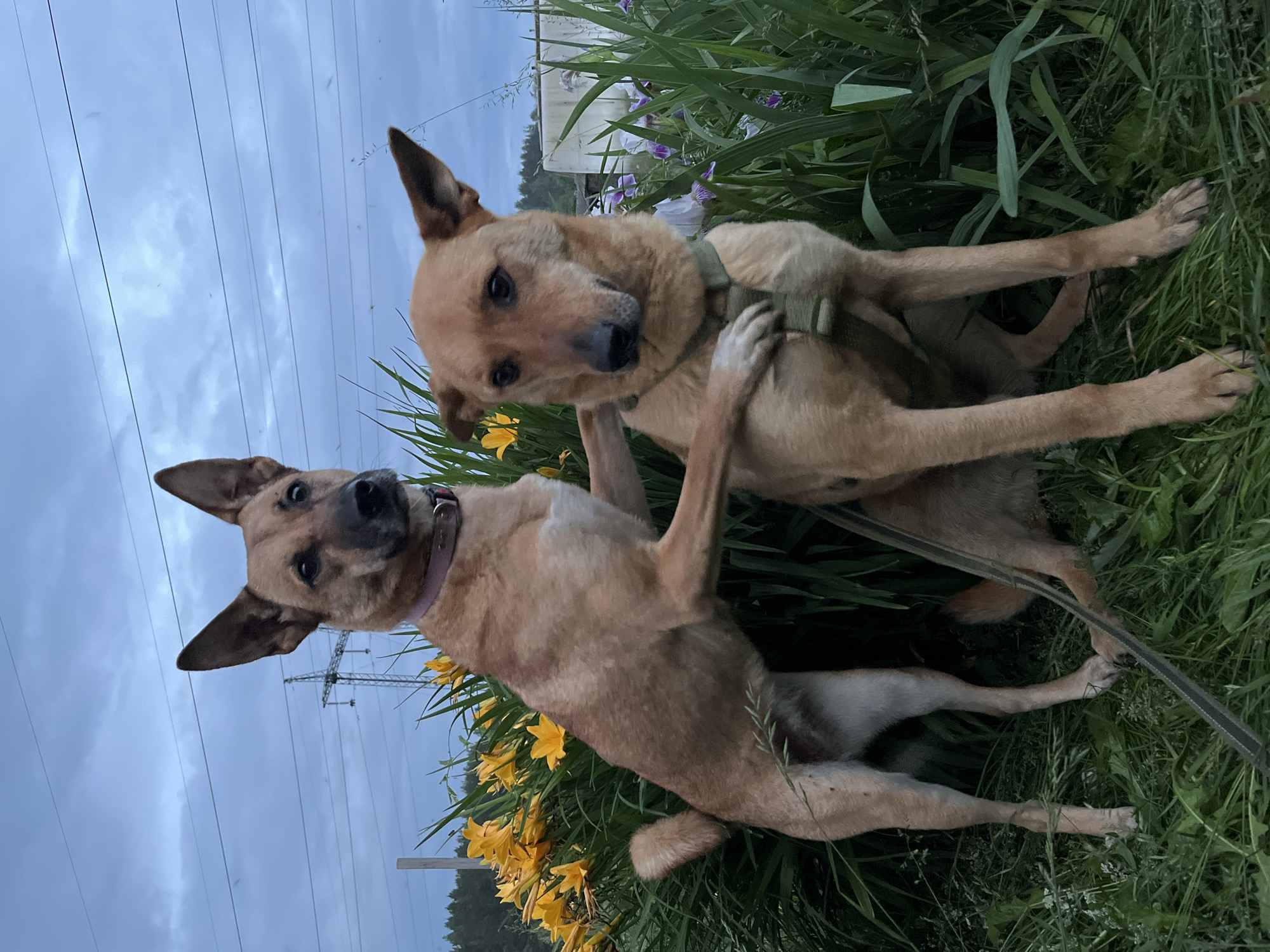 Afternoon with German Shepherds and Sphynx cat in Nizhny Tagil