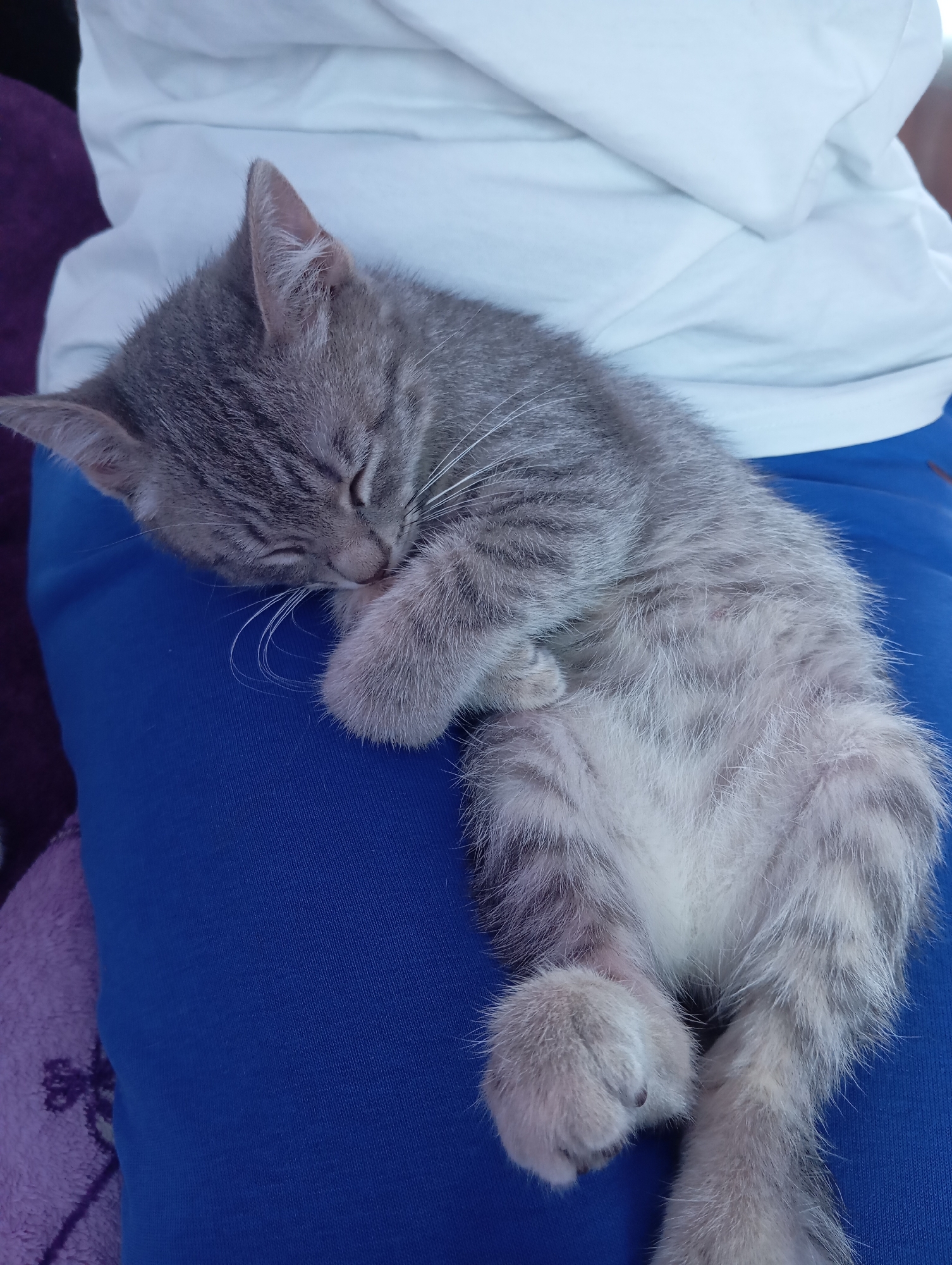Cats rest and receive affection in Baksan home