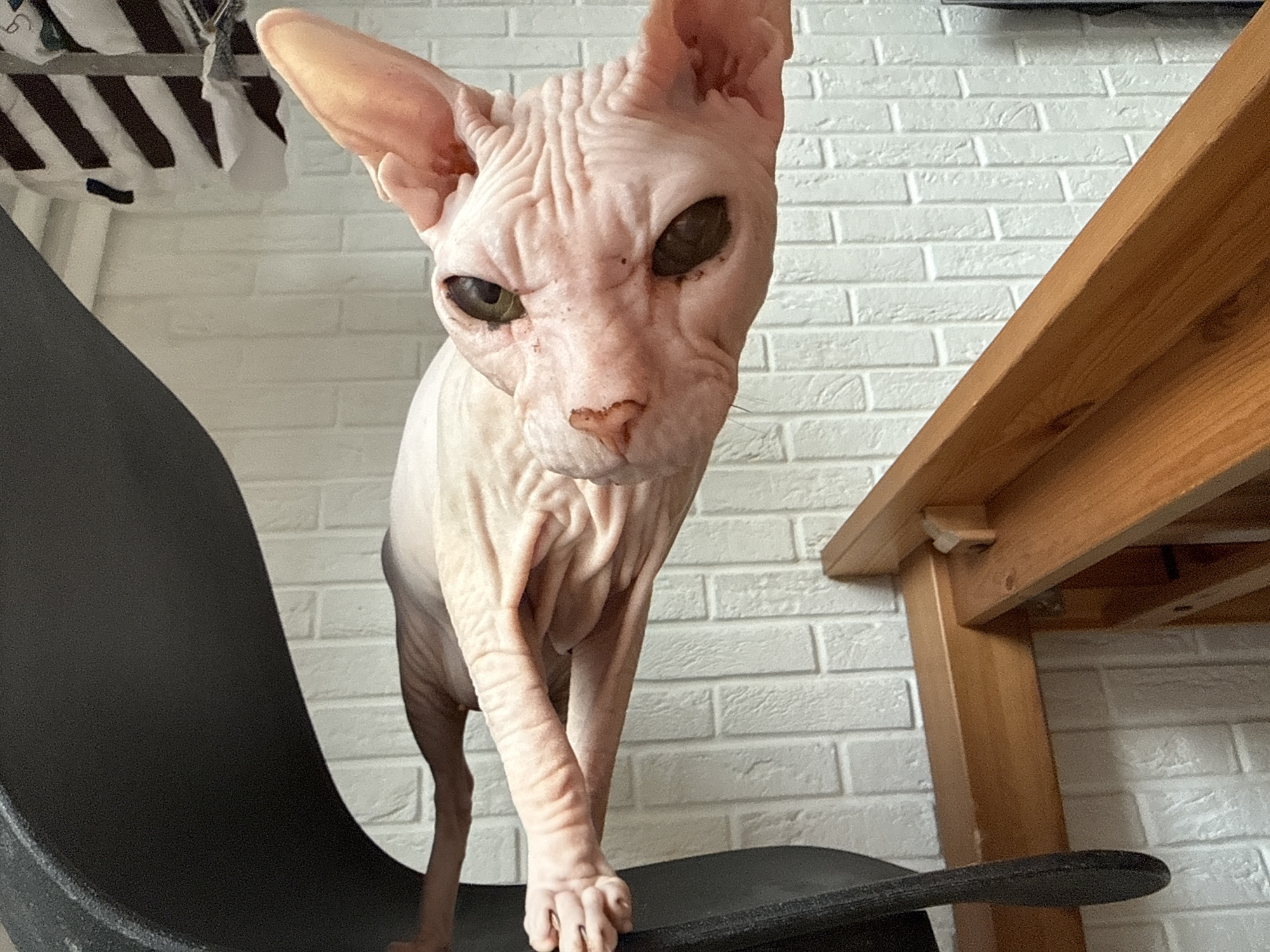 Sphynx cat at home in Krasnoyarsk, with city skyline views