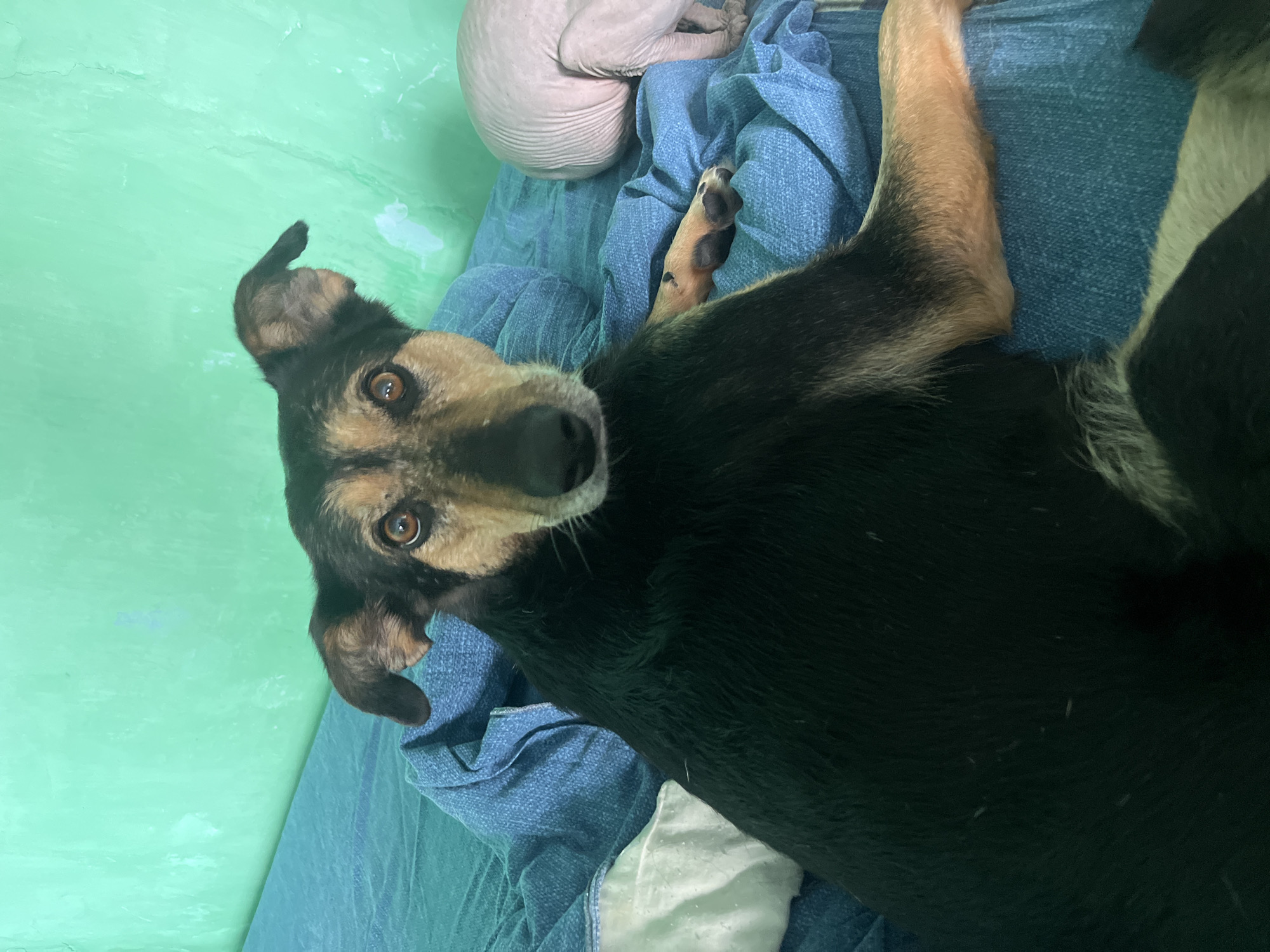 Dogs and a Sphynx cat share a cozy home in Nizhny Tagil
