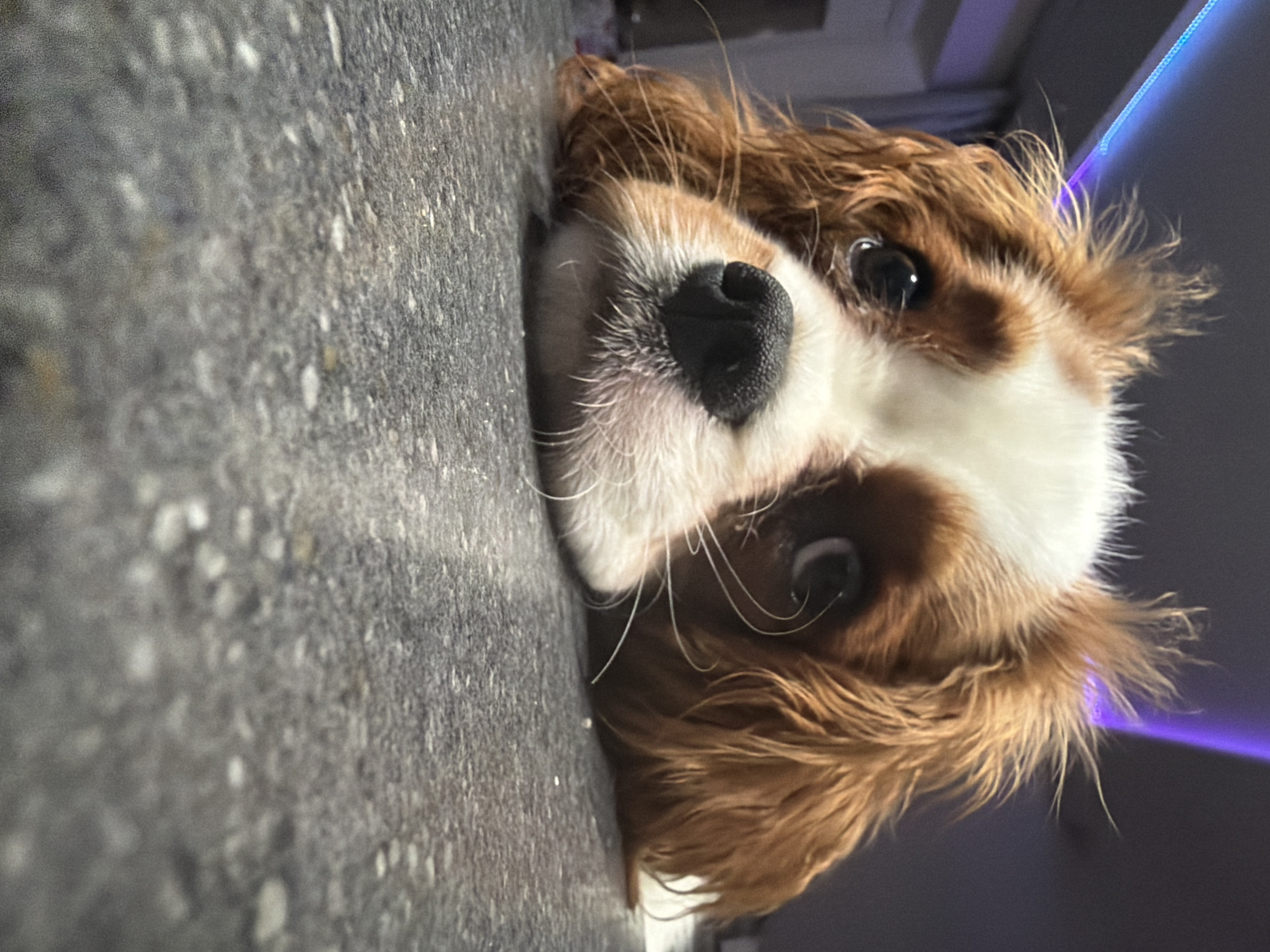 Cavalier King Charles Spaniel lounging indoors with a stuffed animal