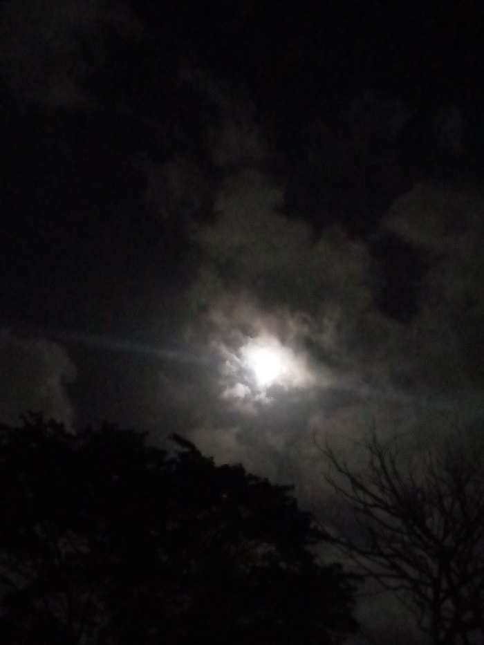 Venezuelan resident documents moonlit evening with selfies and garden scenes