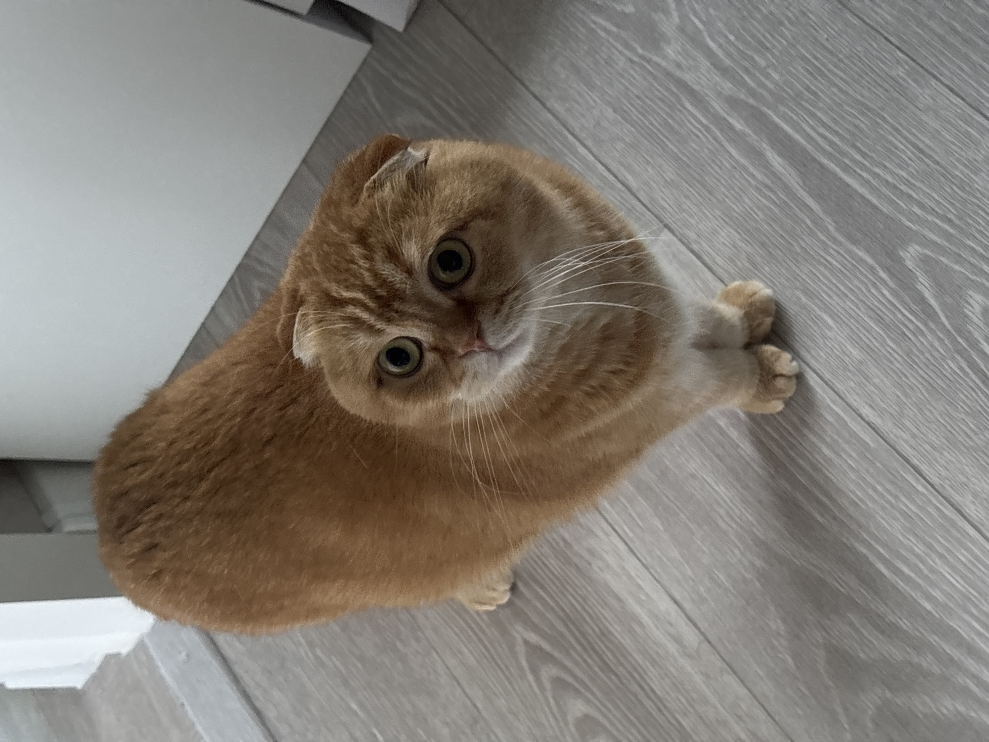 Ginger Scottish Fold cat lounging on a gray floor