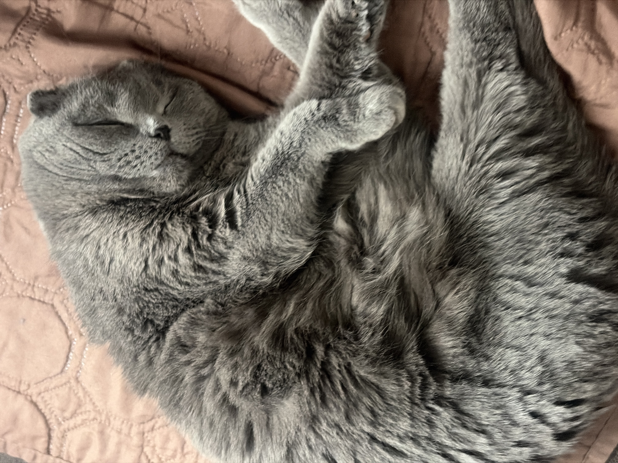 Quiet moments: sleeping cat and punk jacket captured in Saint Petersburg