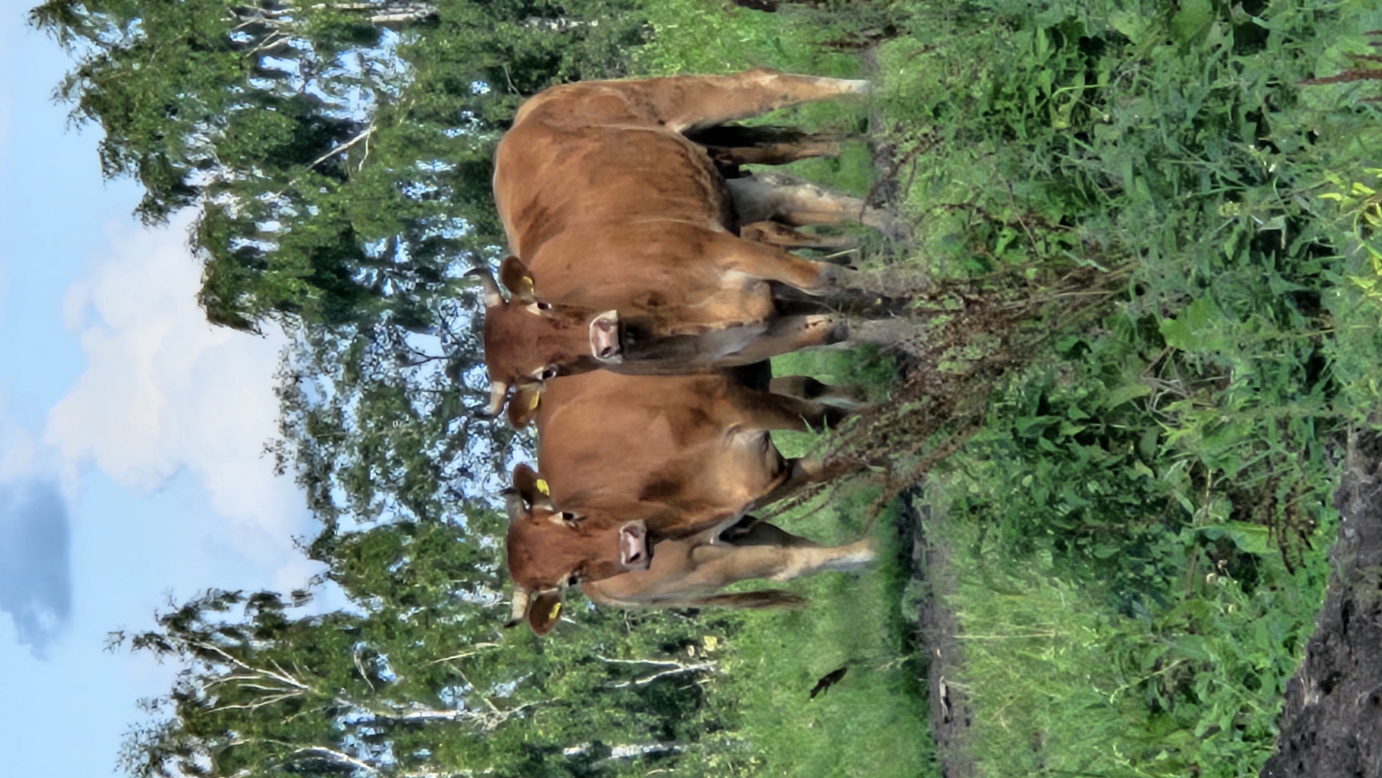 Latvian farm in summer: cattle, baling equipment, and wildflowers