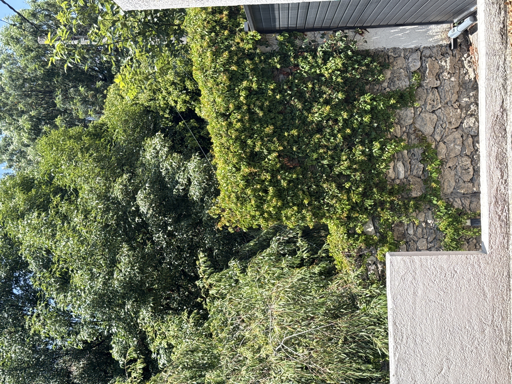 Spring evening moments captured across Puebla gardens and homes