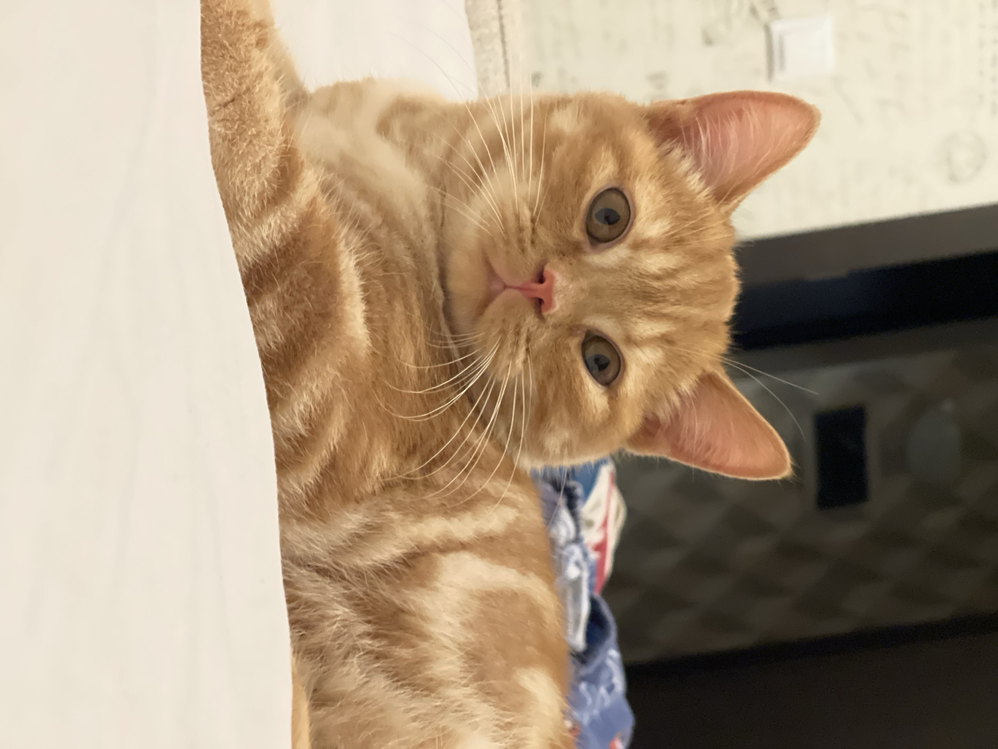 Orange tabby holds court on the furniture in Kommunarka