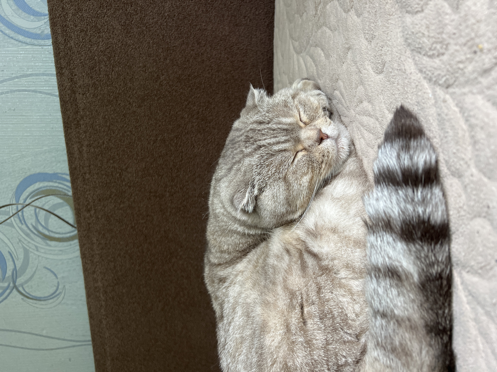Woman documents quiet morning at home with cat in Russia