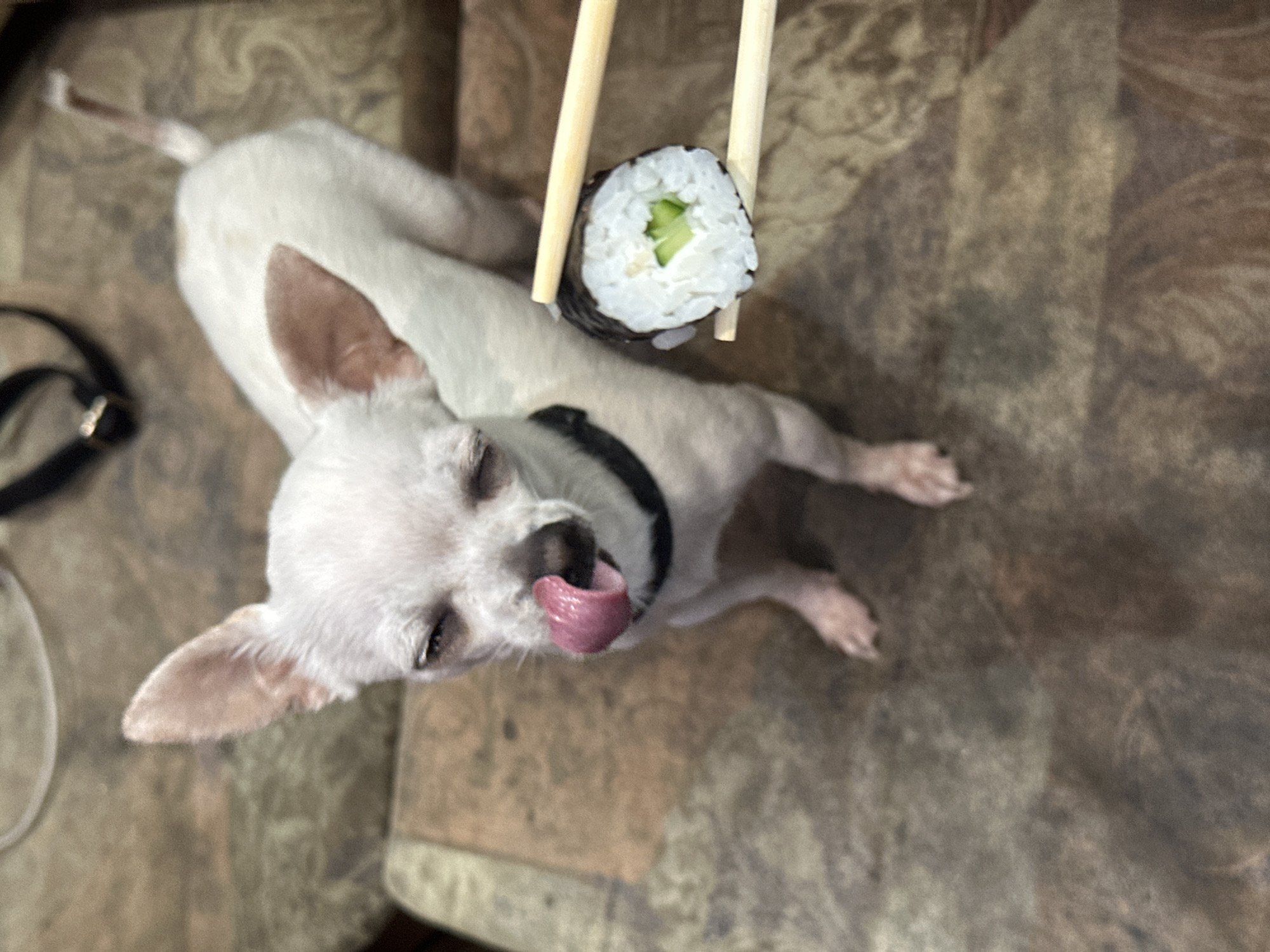 Quiet afternoon with white Chihuahua and owner in Sliven