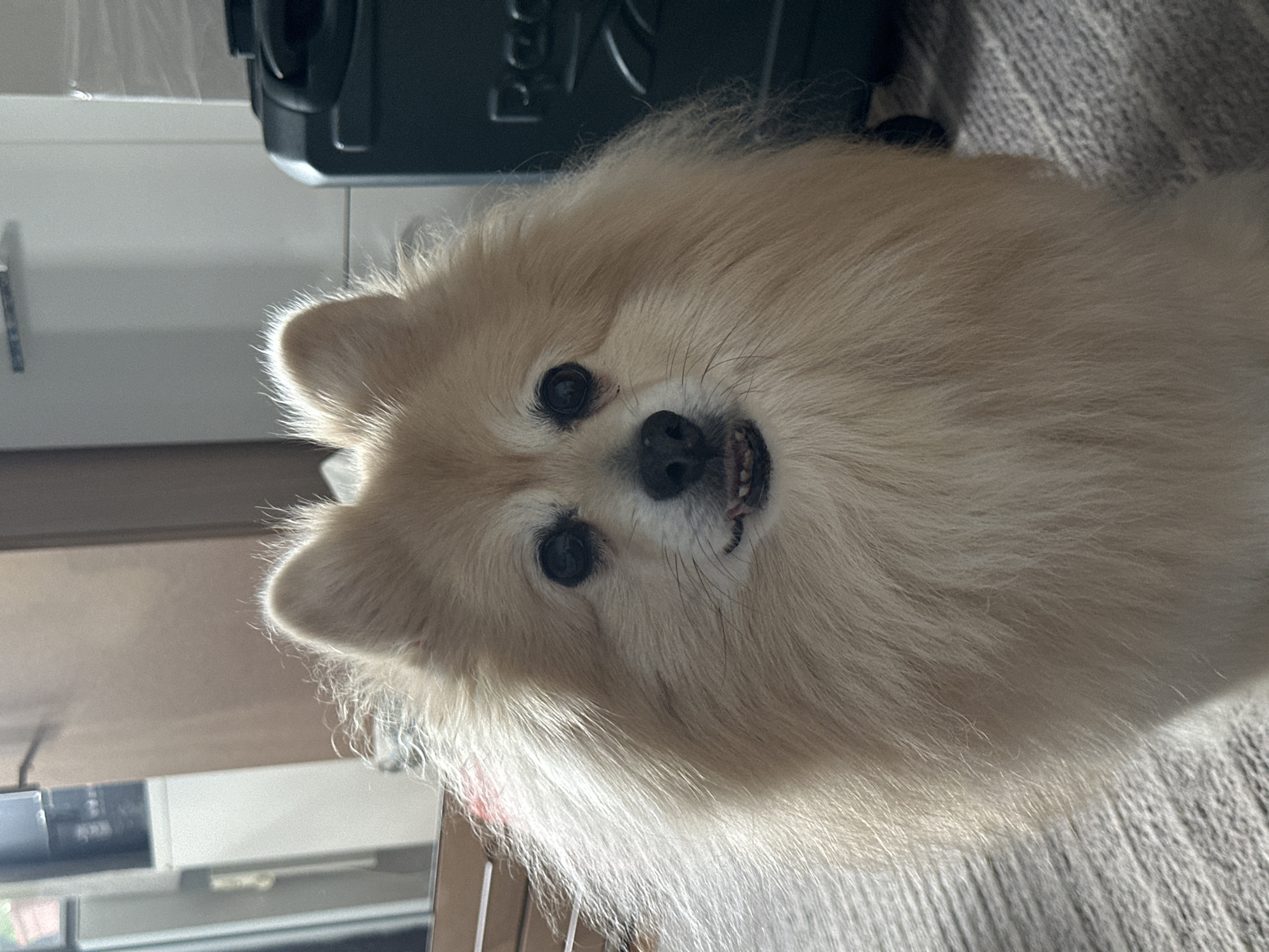 Fluffy Pomeranian chills on tiled floor near wooden door