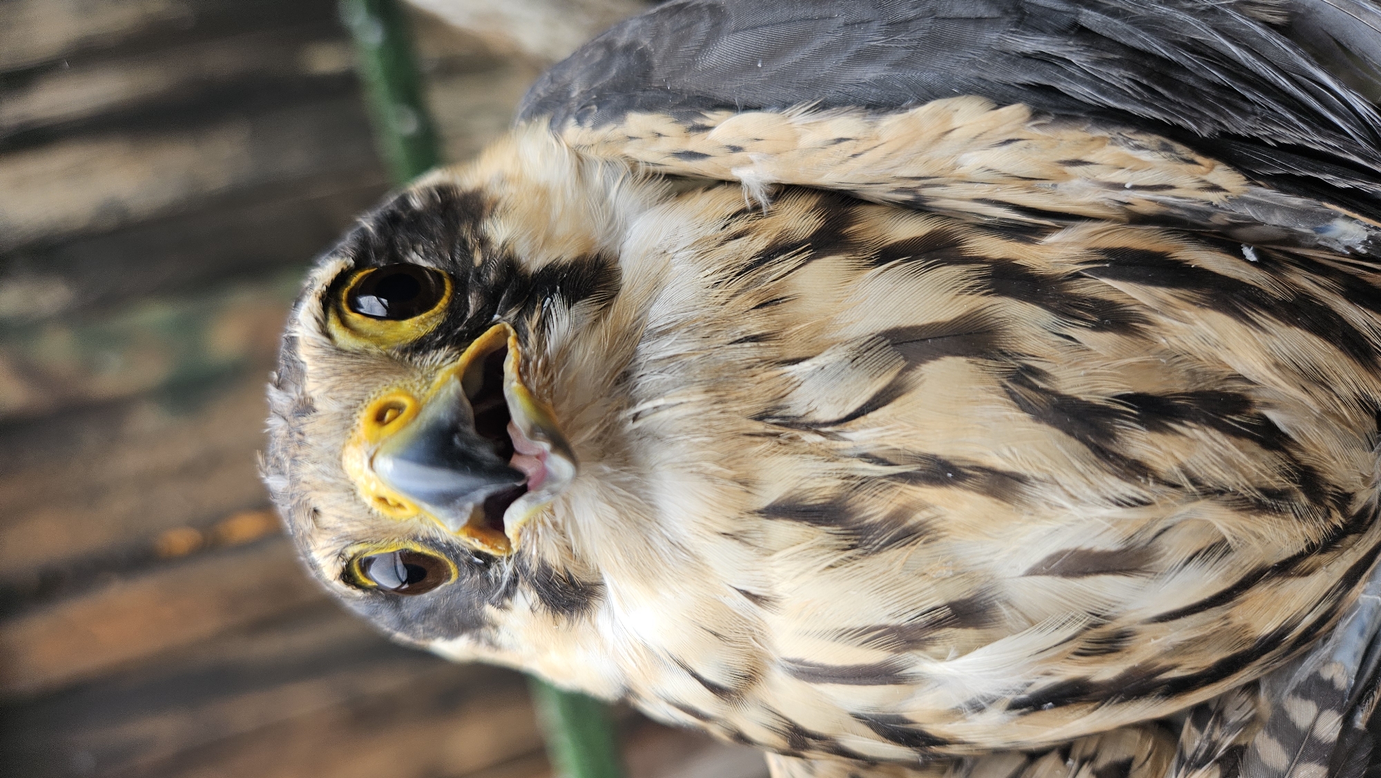 Falcon or hawk spotted inverted in Stara Zagora
