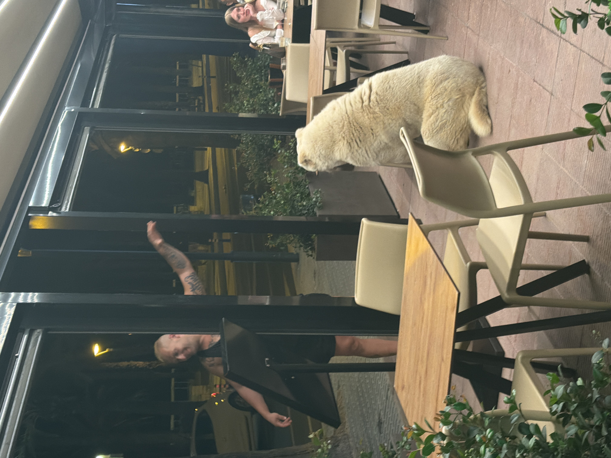 Dog spotted at green-lit outdoor restaurant in Salou, Spain