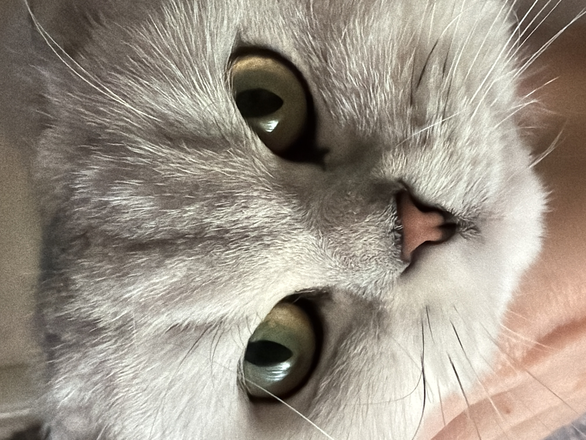 Scottish Fold cat lounging and meowing in a Rome apartment