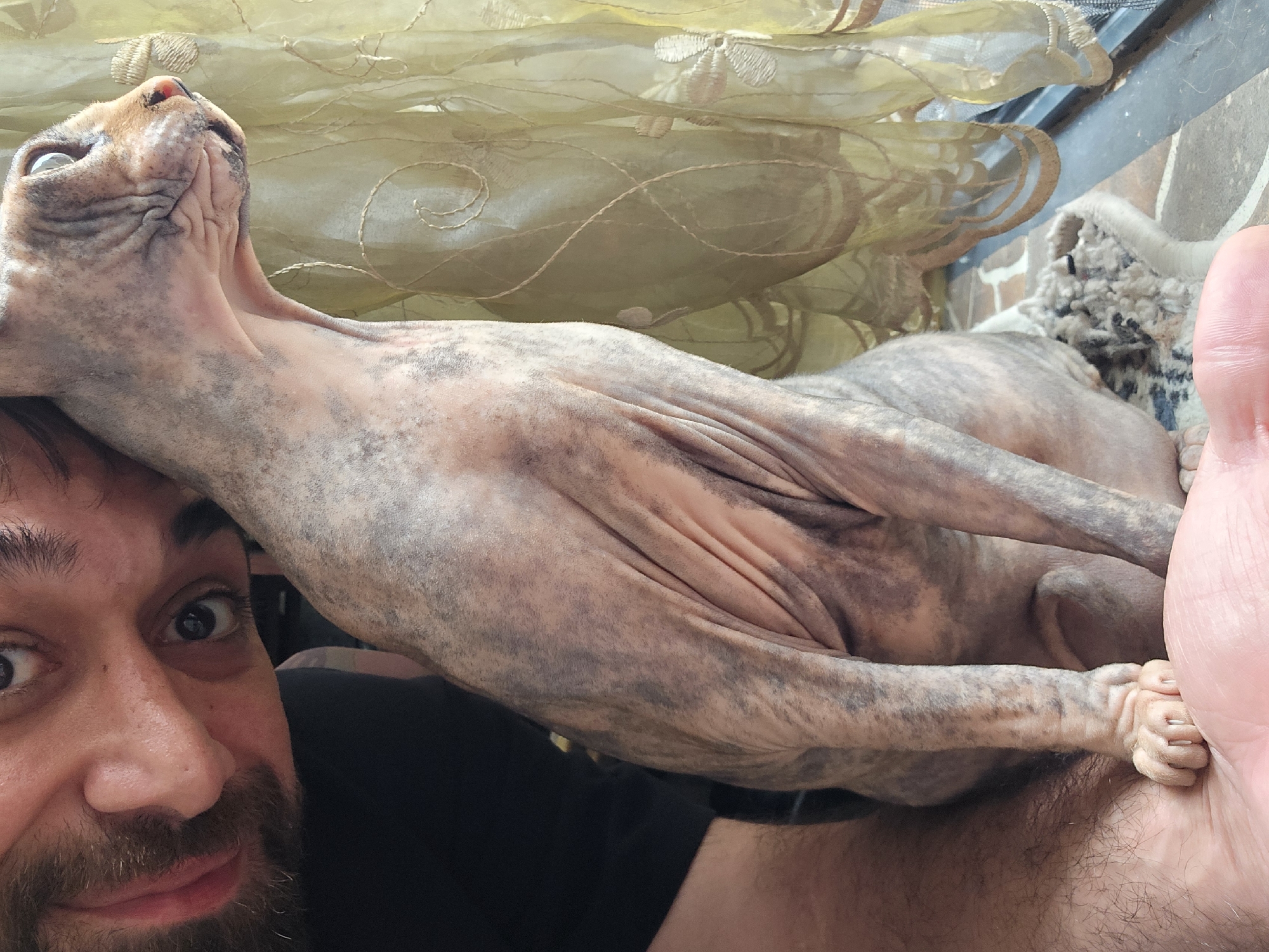 Sphynx cats photographed around a Baku home