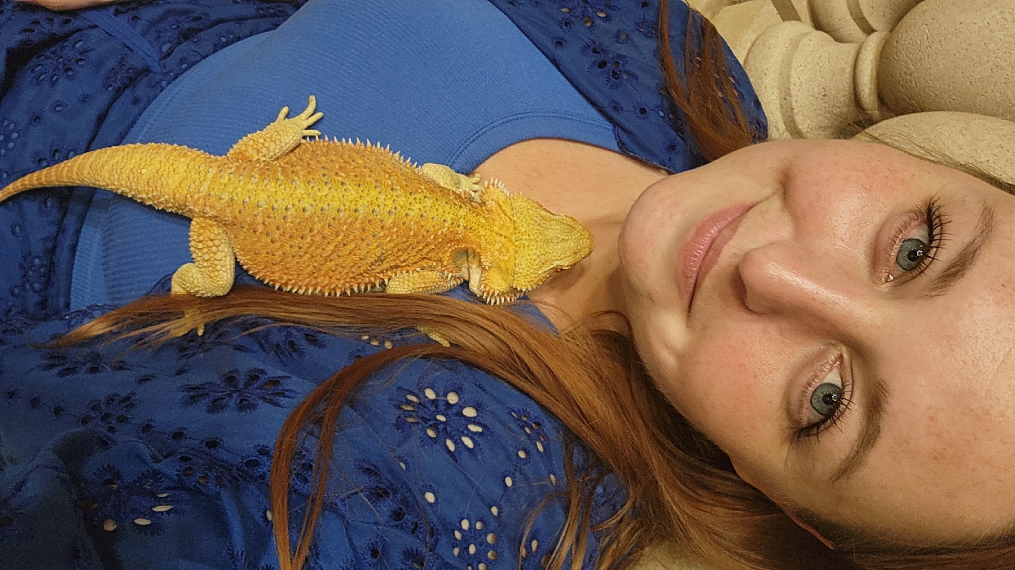 Bearded dragon hangs out up close in Altamonte Springs
