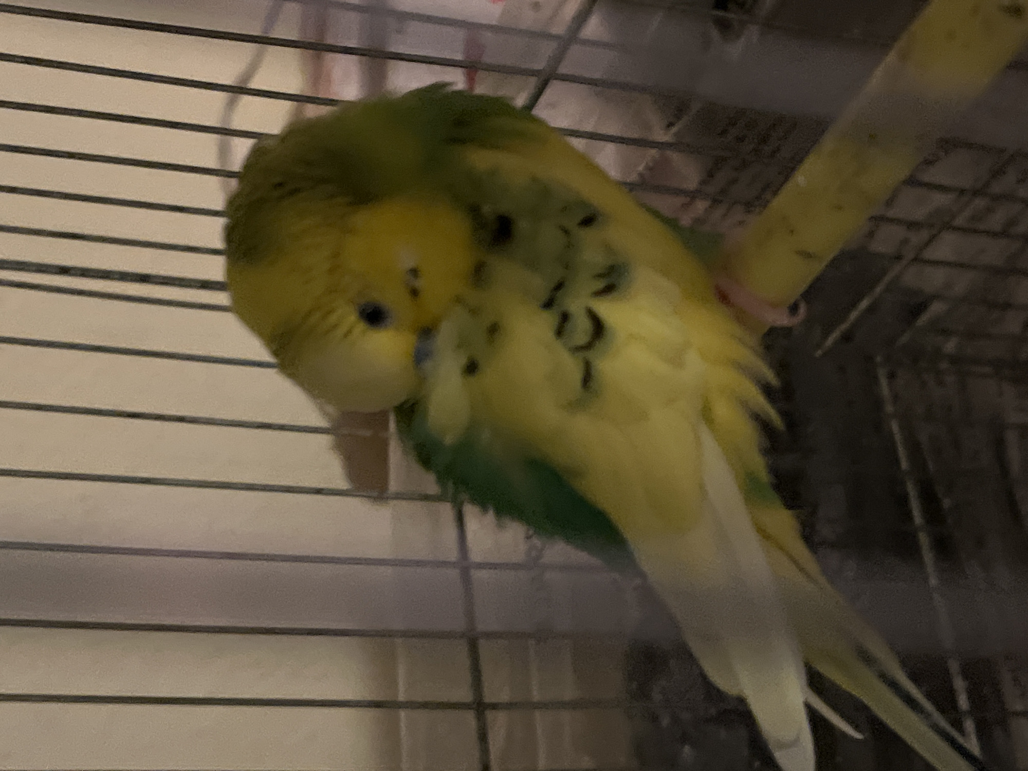 Pet budgerigars observed preening and playing in Shumen cages
