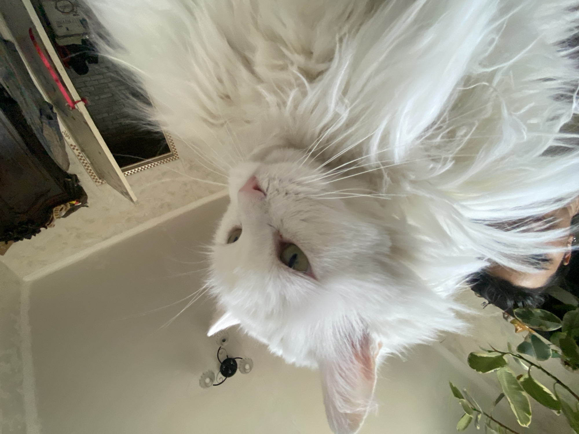 White cat photographed yawning on lace bedding in Khimki