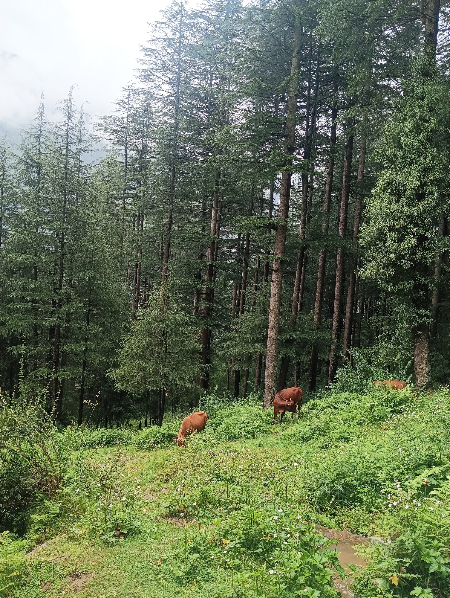 Pine forest and stream in Chhyal's dense mountain woods