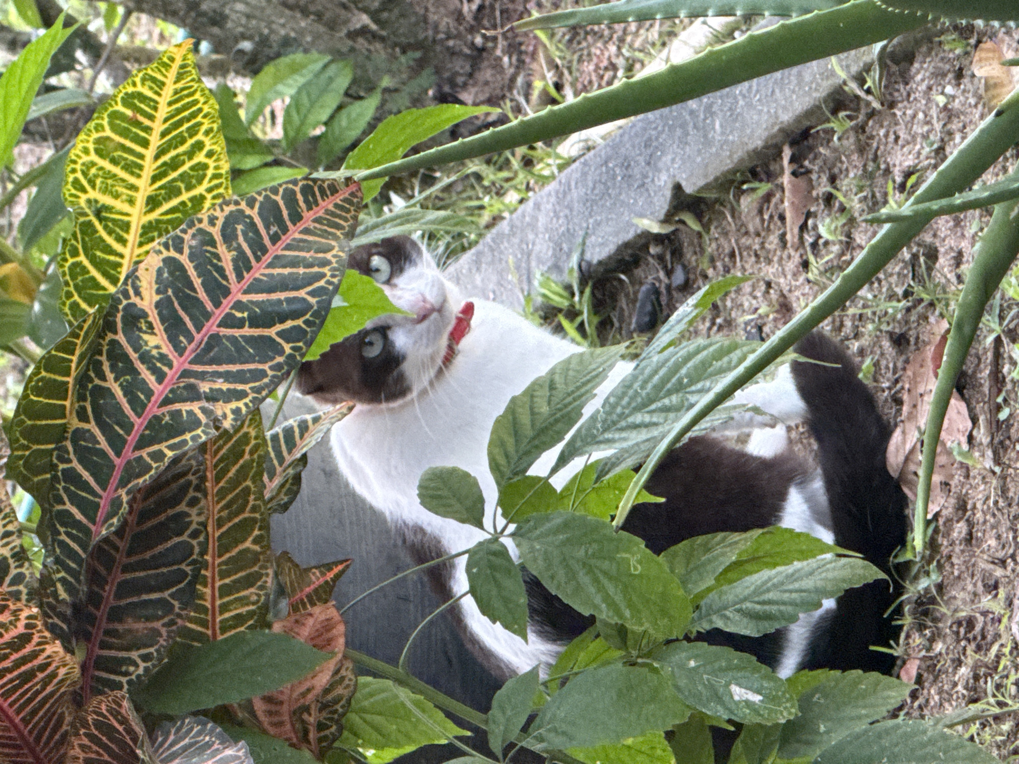 Temple grounds, wildlife, and garden life in Baan Lamai