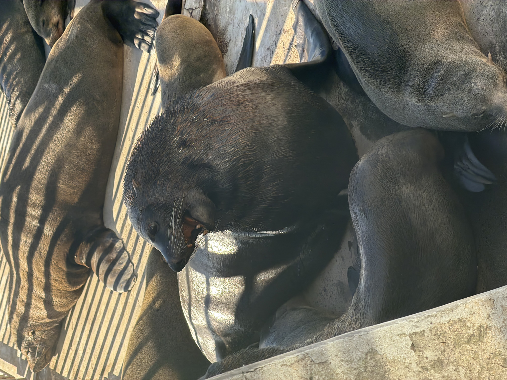 Cape Fur Seals Bask on Concrete Surfaces in Cape Town
