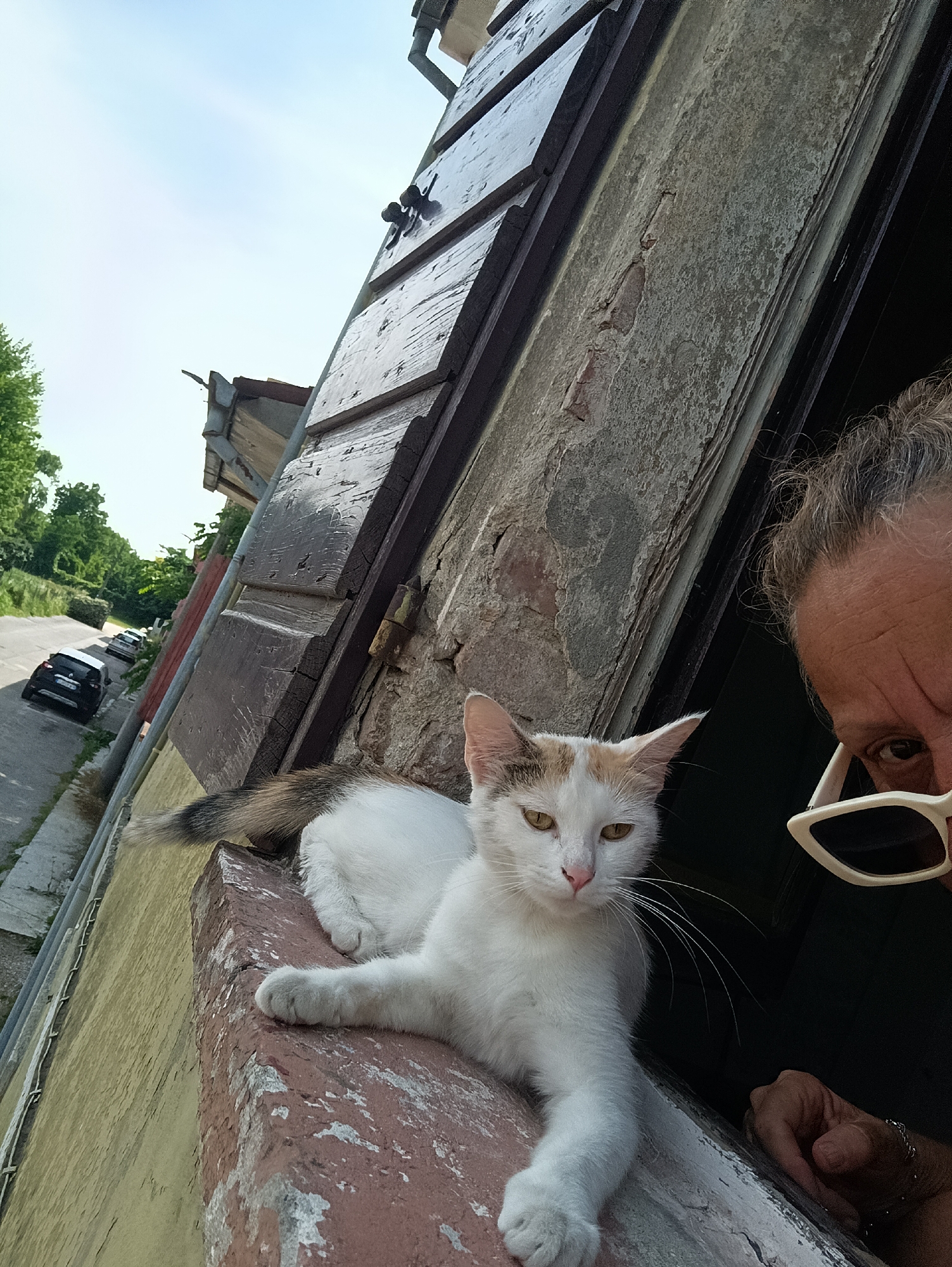 Cat spends lazy afternoon indoors in Viadana, Italy