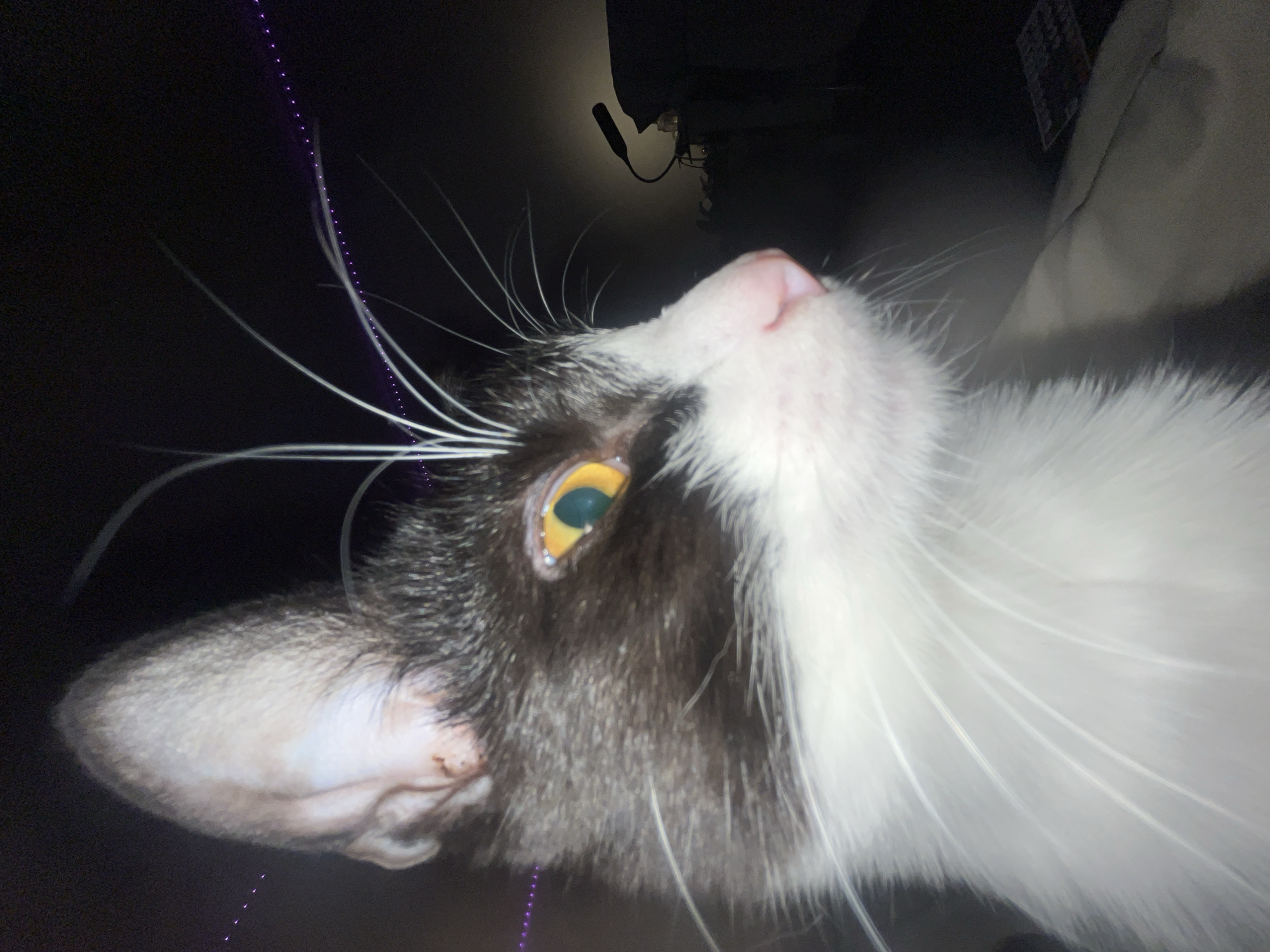 Evening selfies with cat captured in Saint Petersburg apartment