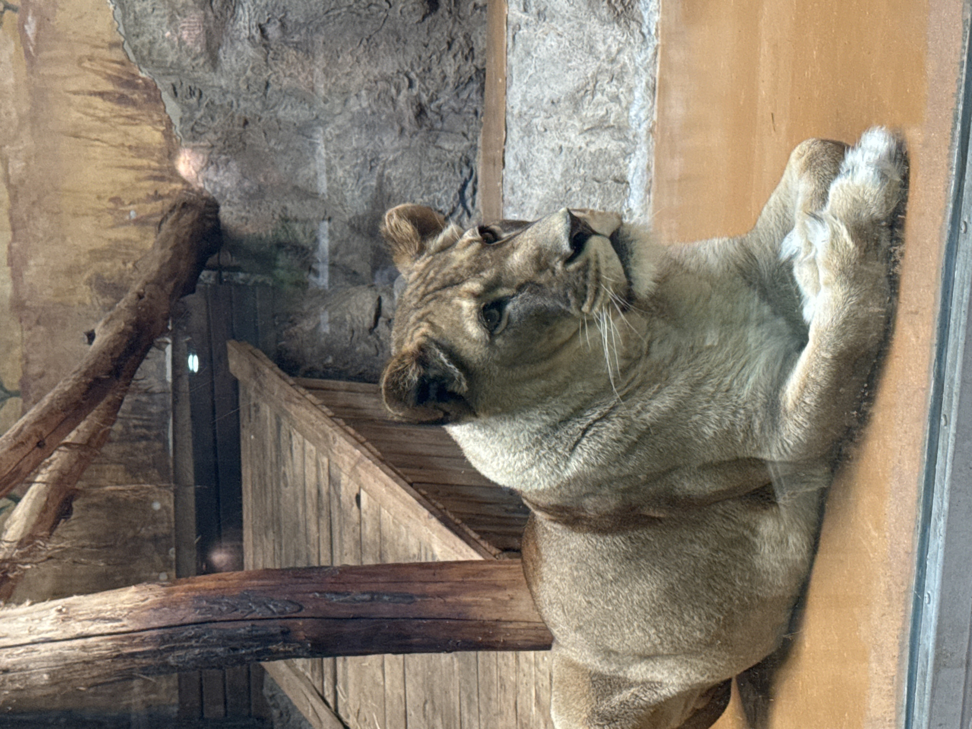 Zoo visitors document lions, tiger, hippo at Sofia Zoo