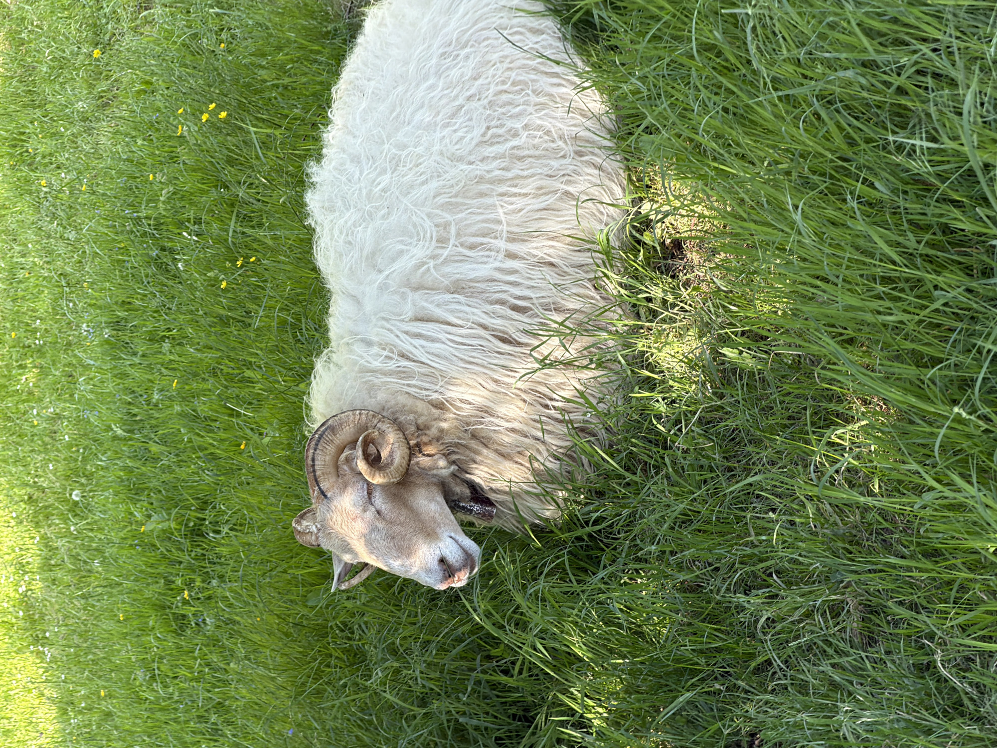 Ram spotted resting in Spanish pasture near Errenteria