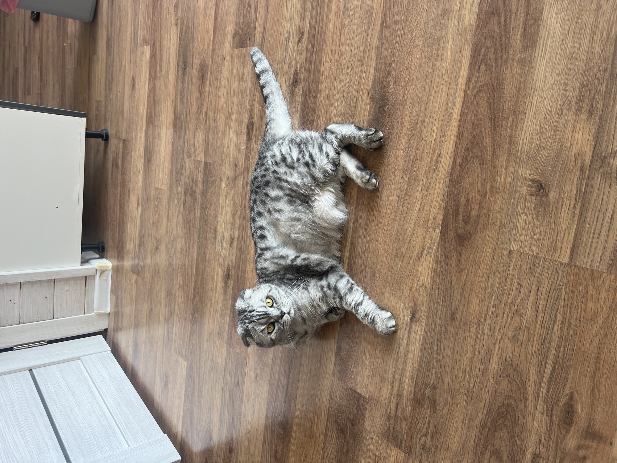 Scottish Fold cat relaxing on a wooden floor in Russia