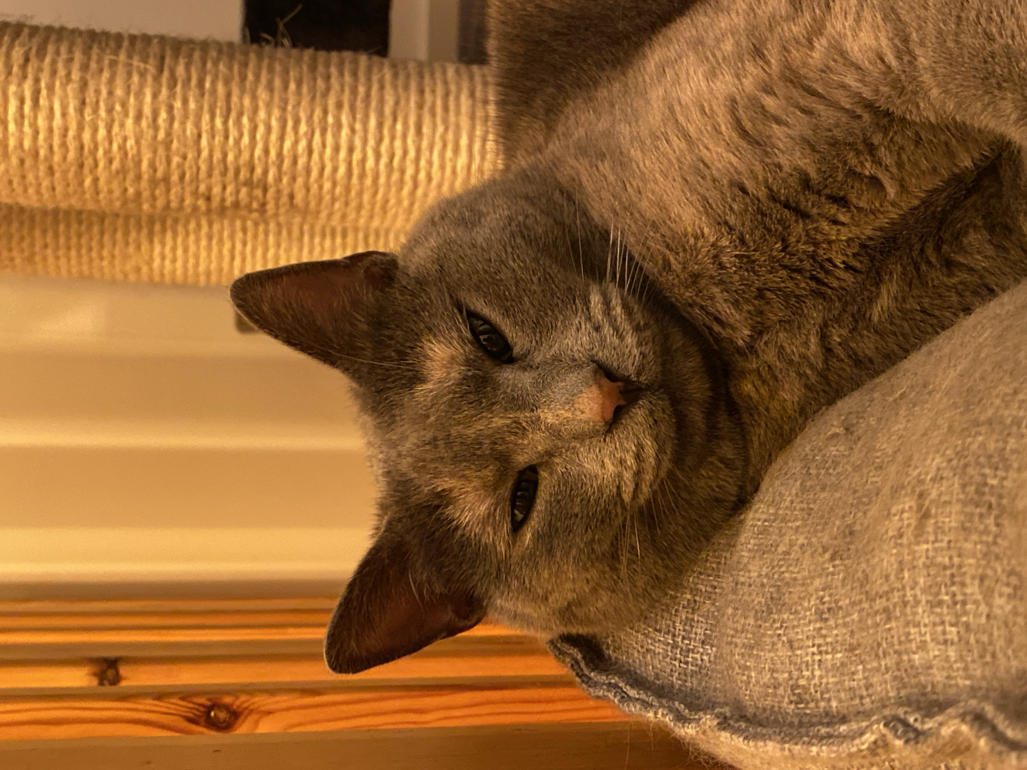 Gray cat rests peacefully in pet bed in Björklinge