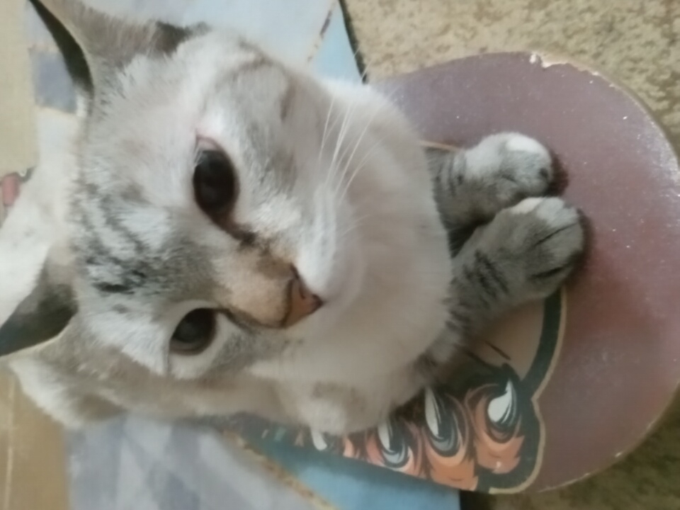 Tabby cat lounges on skateboards in Angren, Uzbekistan