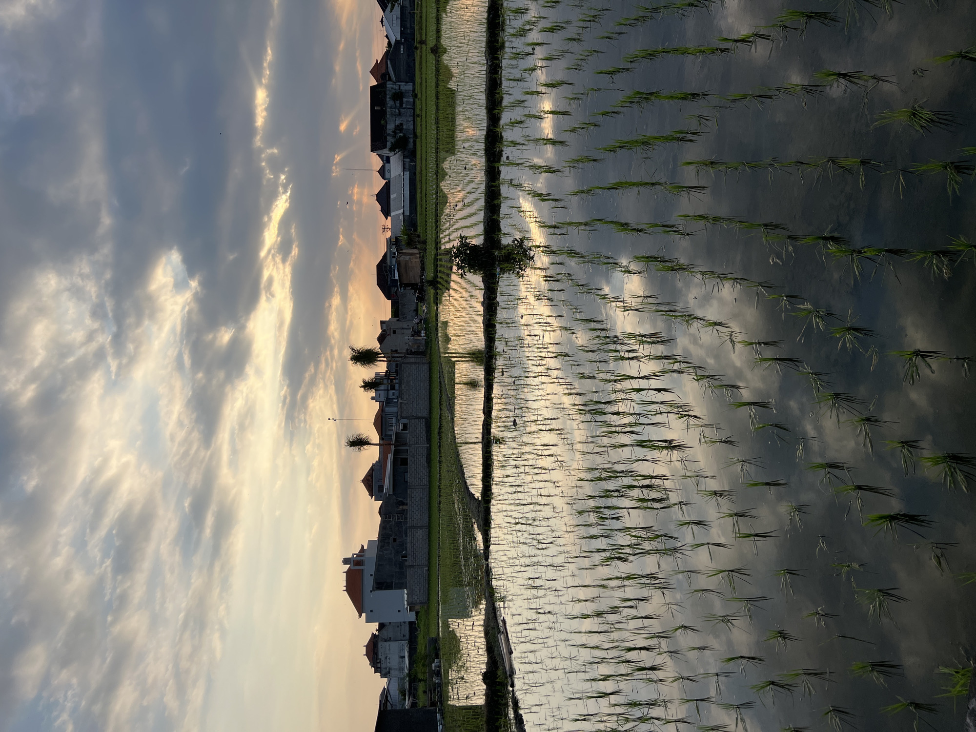 Rural life scenes captured across Mengwi, Indonesia rice fields