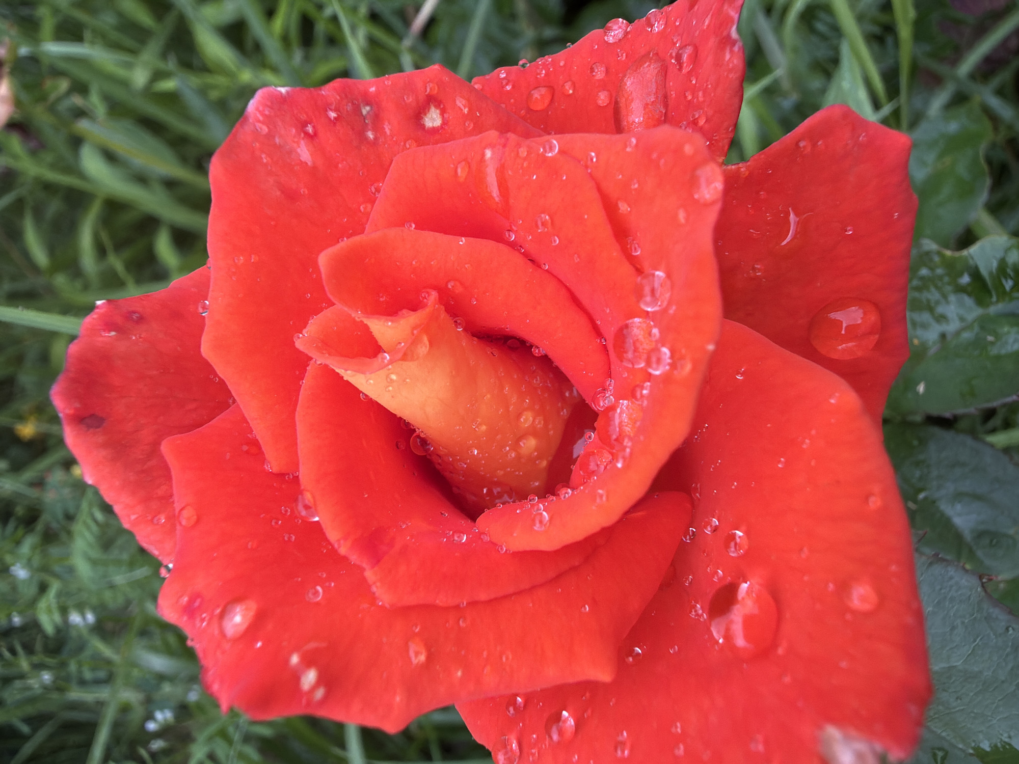 Close-up garden photography: flowers, berries, and fruit in early summer