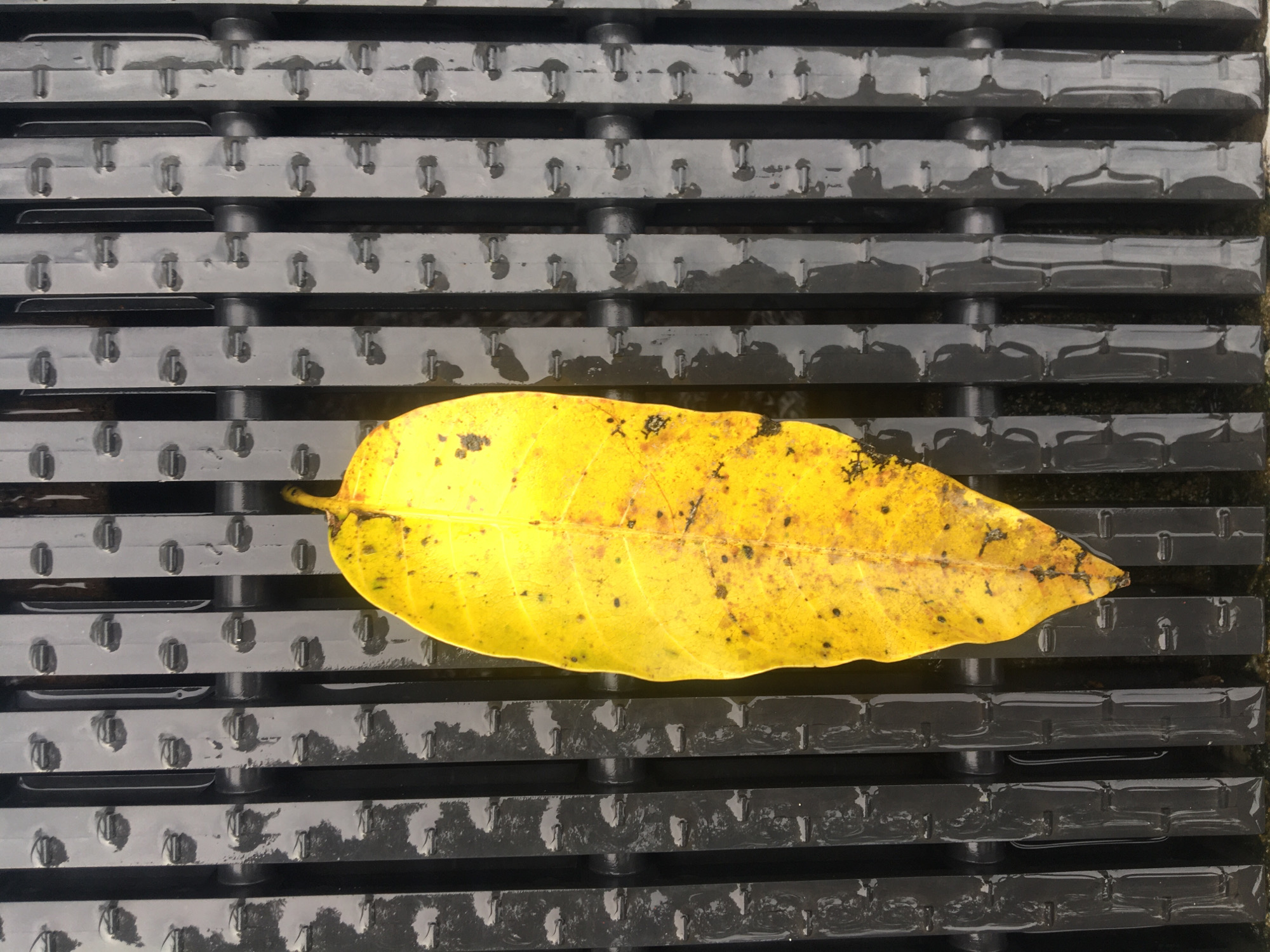 Morning botanical observations document wet leaves, flowers, urban plant life