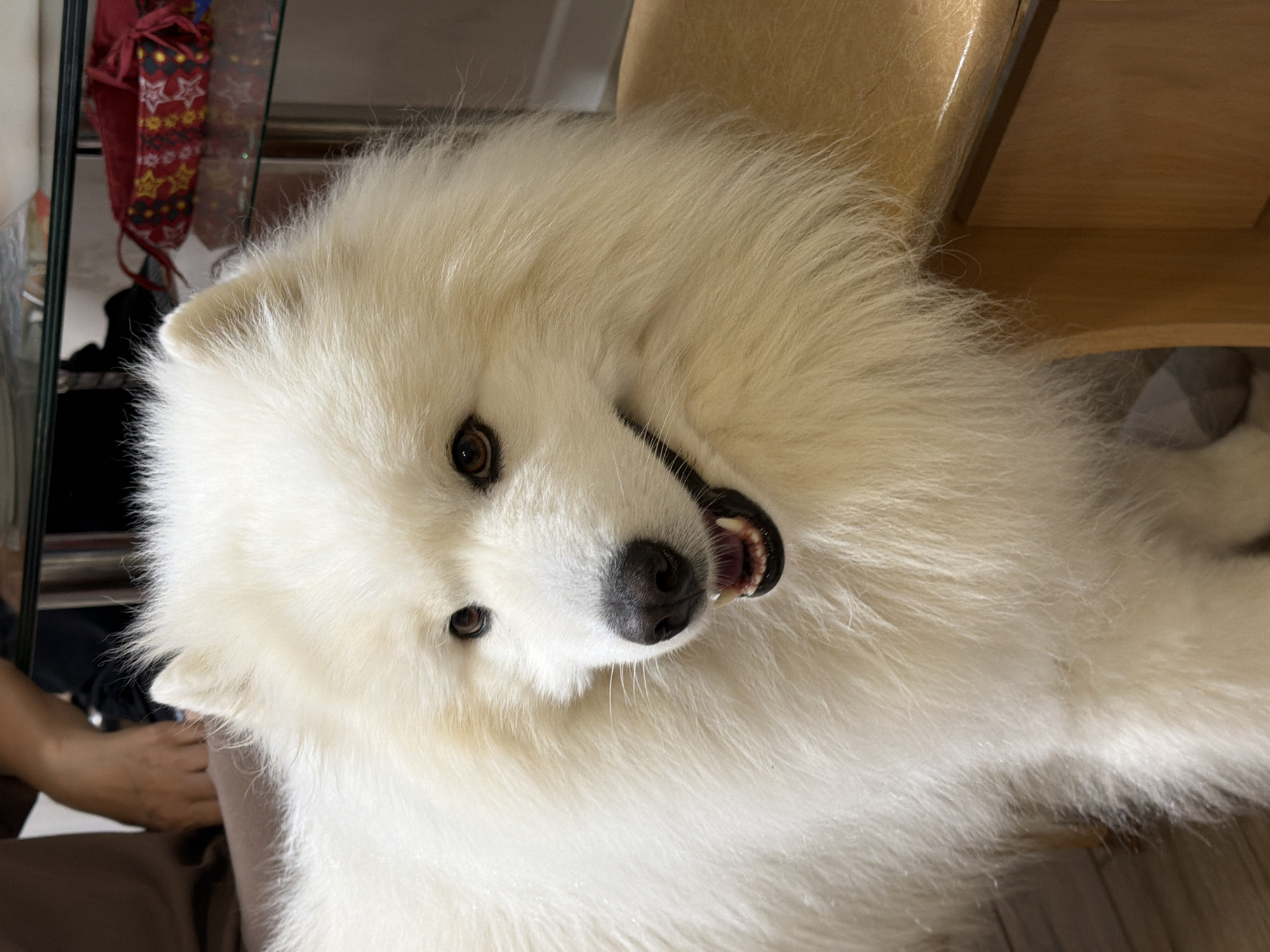 Samoyed and cats at home in Mikhaylovsk