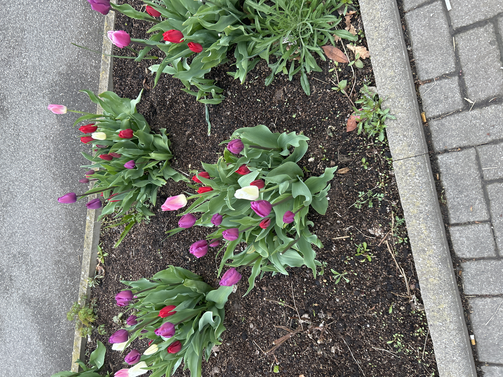 Spring tulip blooms photographed across Strasbourg morning locations