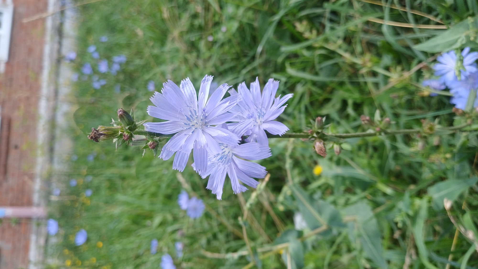 Summer wildflowers and urban greenery in Izhevsk, Russia