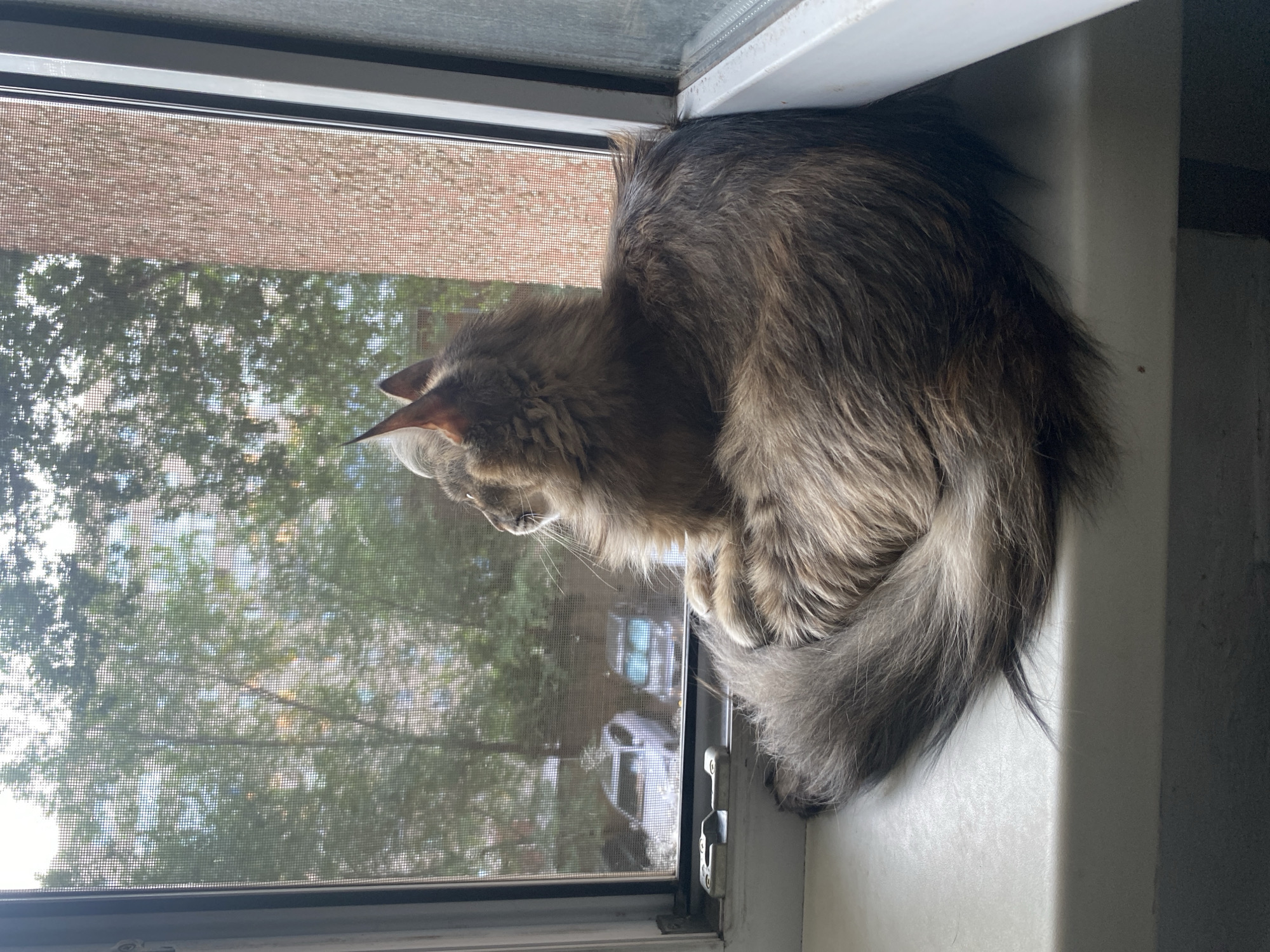 Tabby cat on a Pavlodar windowsill, watching the street