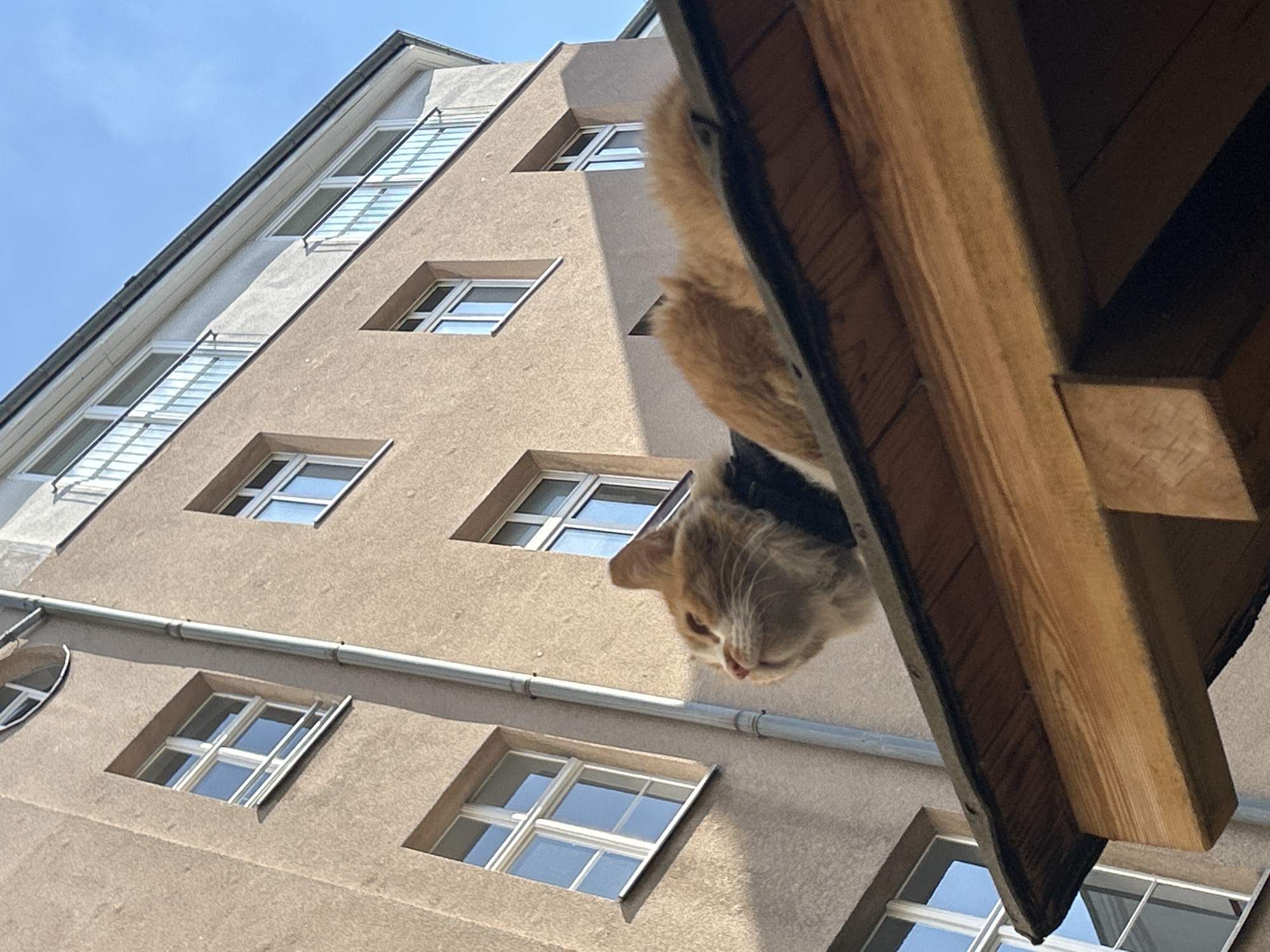 Cat spotted hanging from building roof overhang